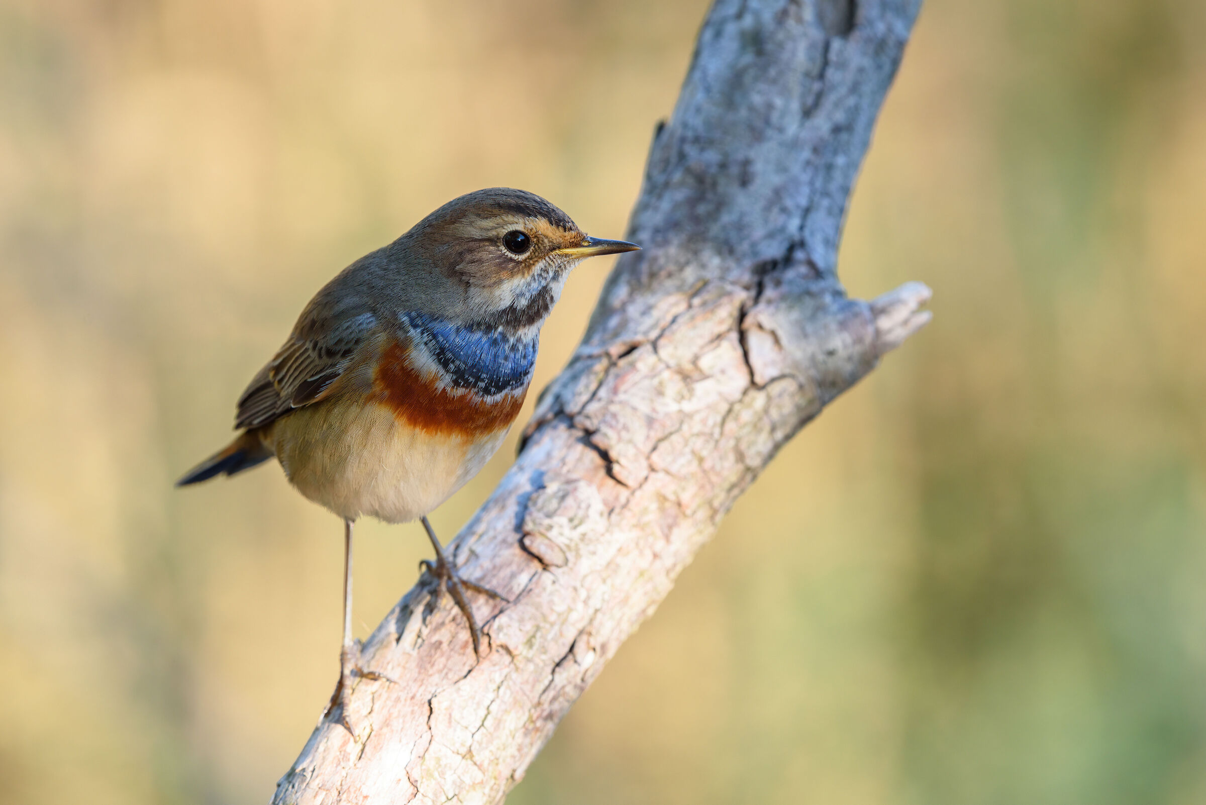 D'Azzurro il petto ..