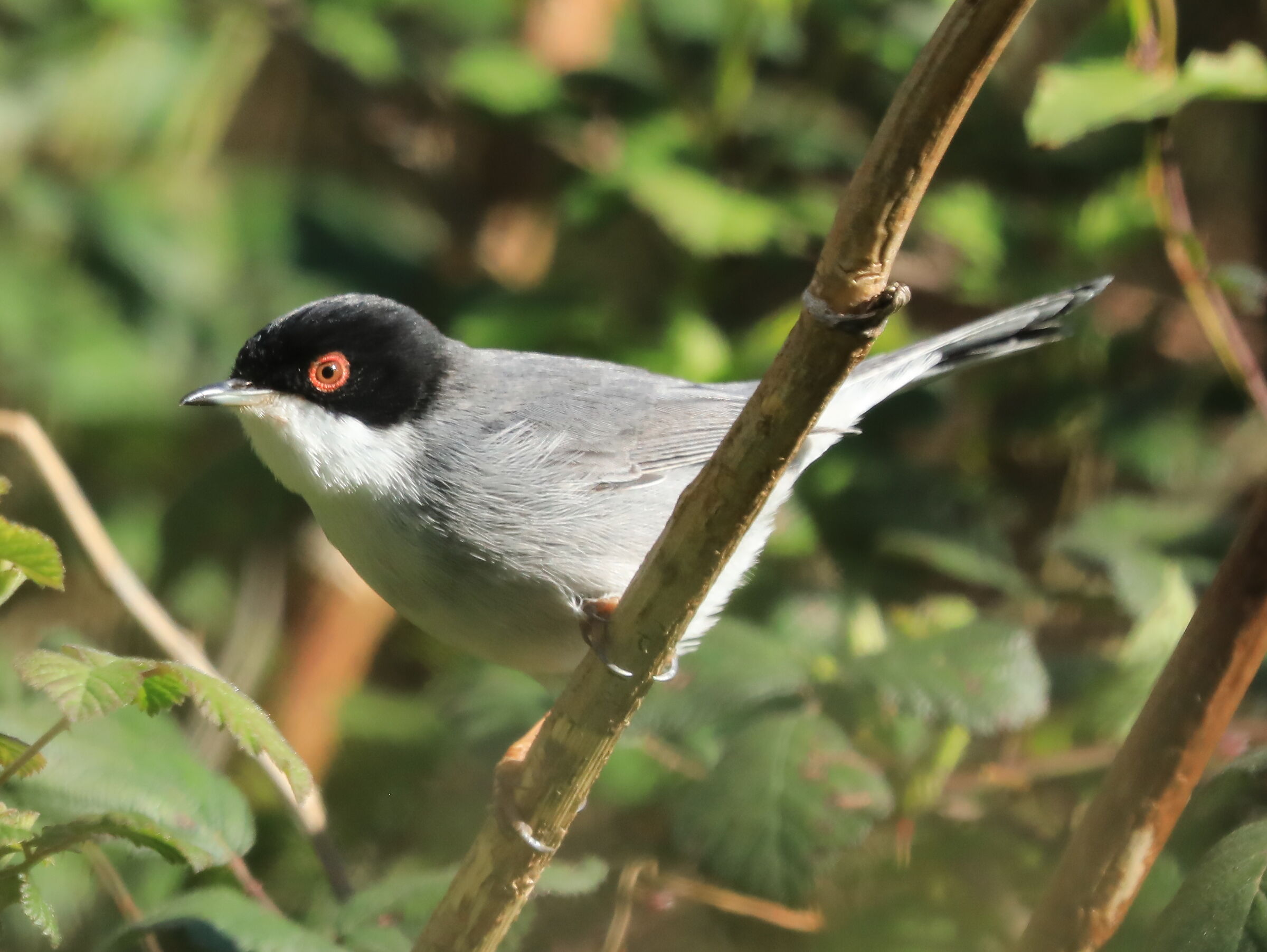Occhiocotto (Sylvia melanocephala)