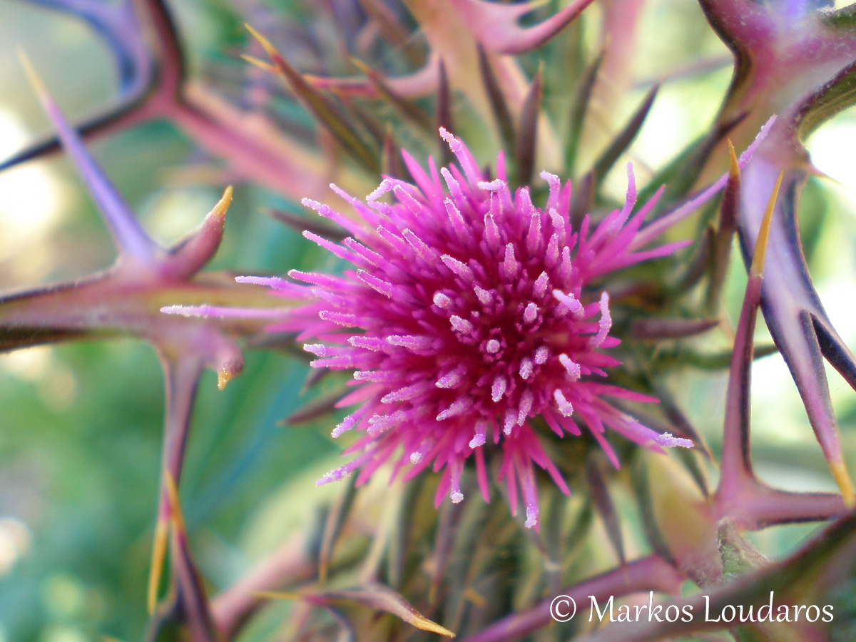 Thistle Flower