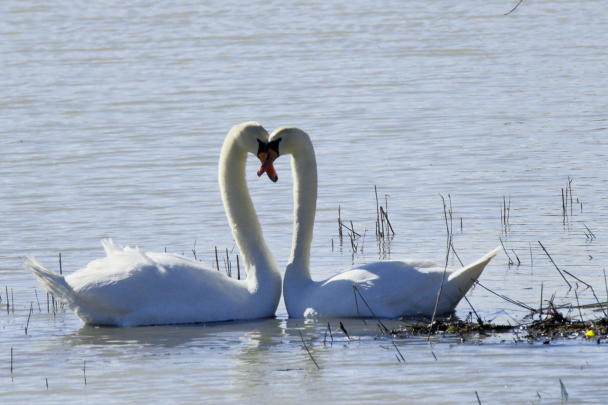 ...aria di San Valentino...