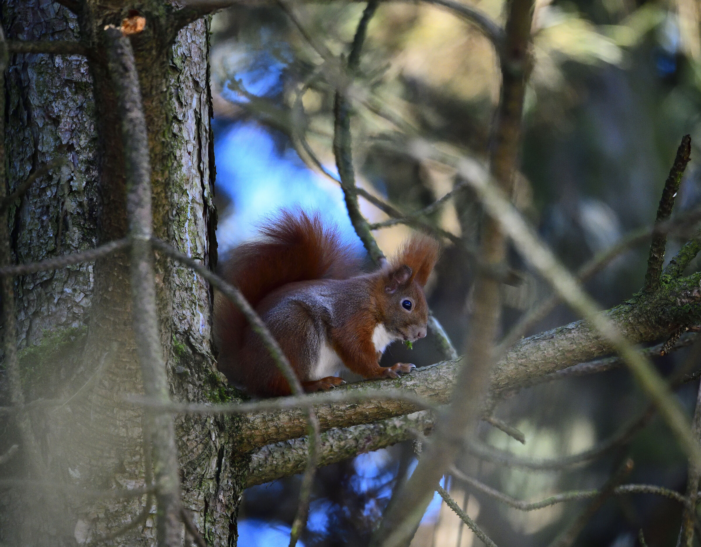 Sciurus vulgaris (scoiattolo rosso)
