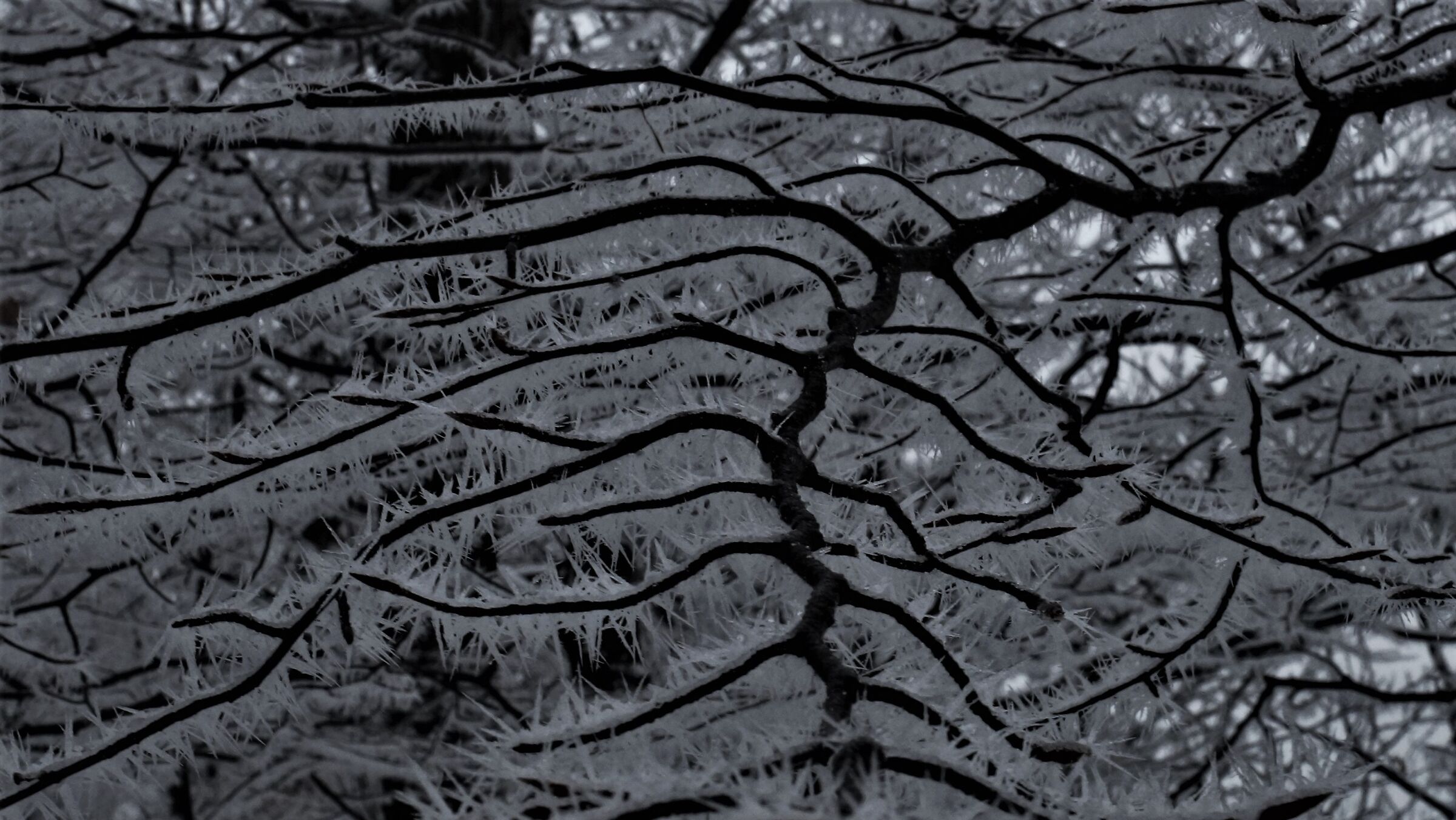 Galaverna, California