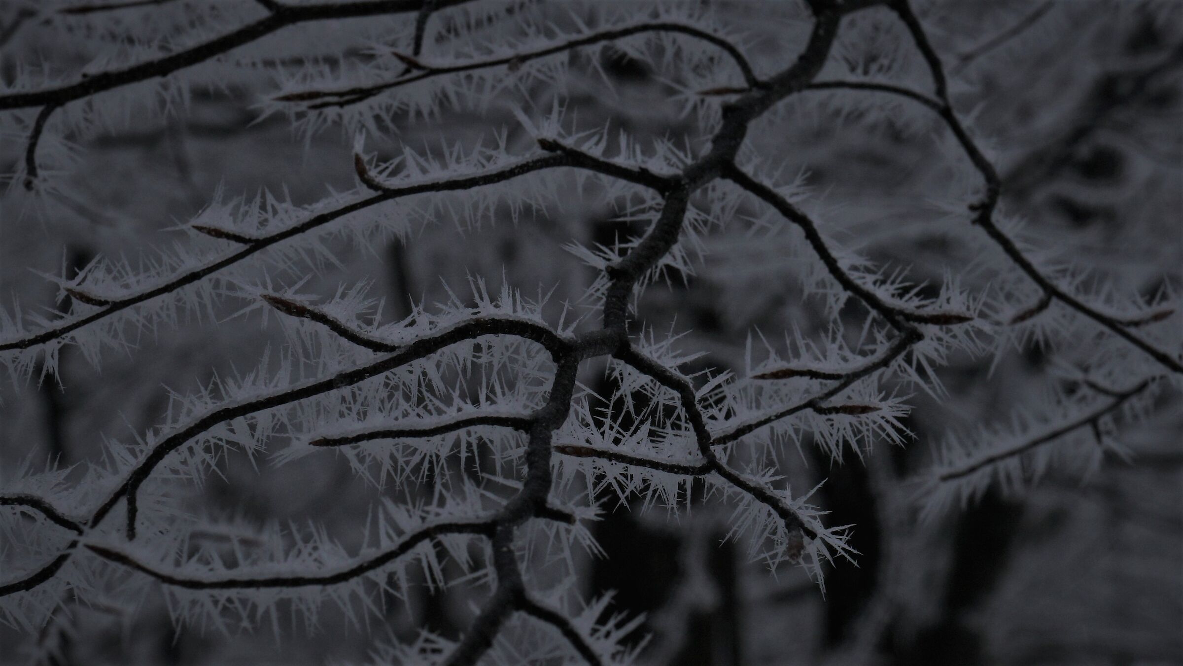 Galaverna, California