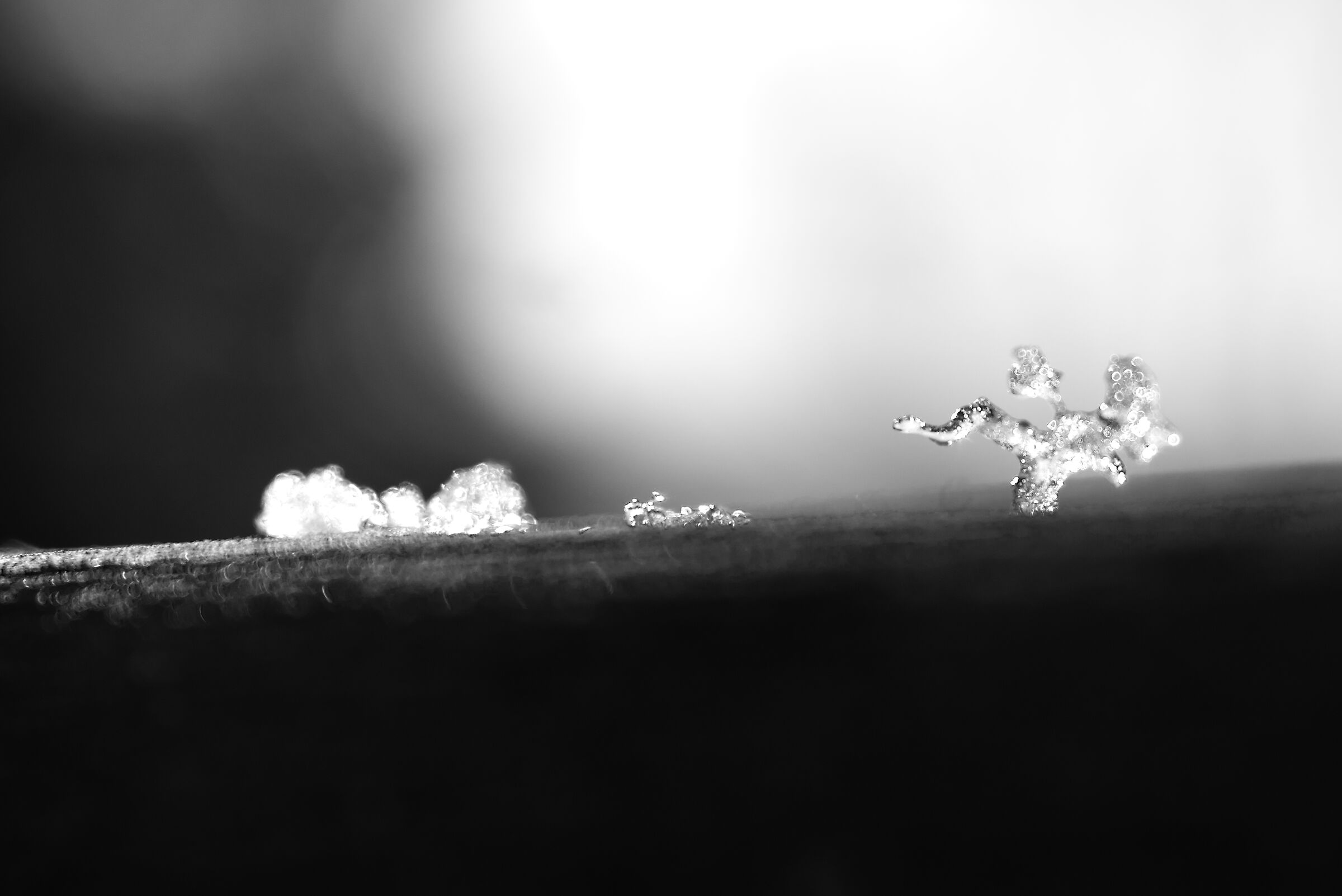 La quercia sulla collina