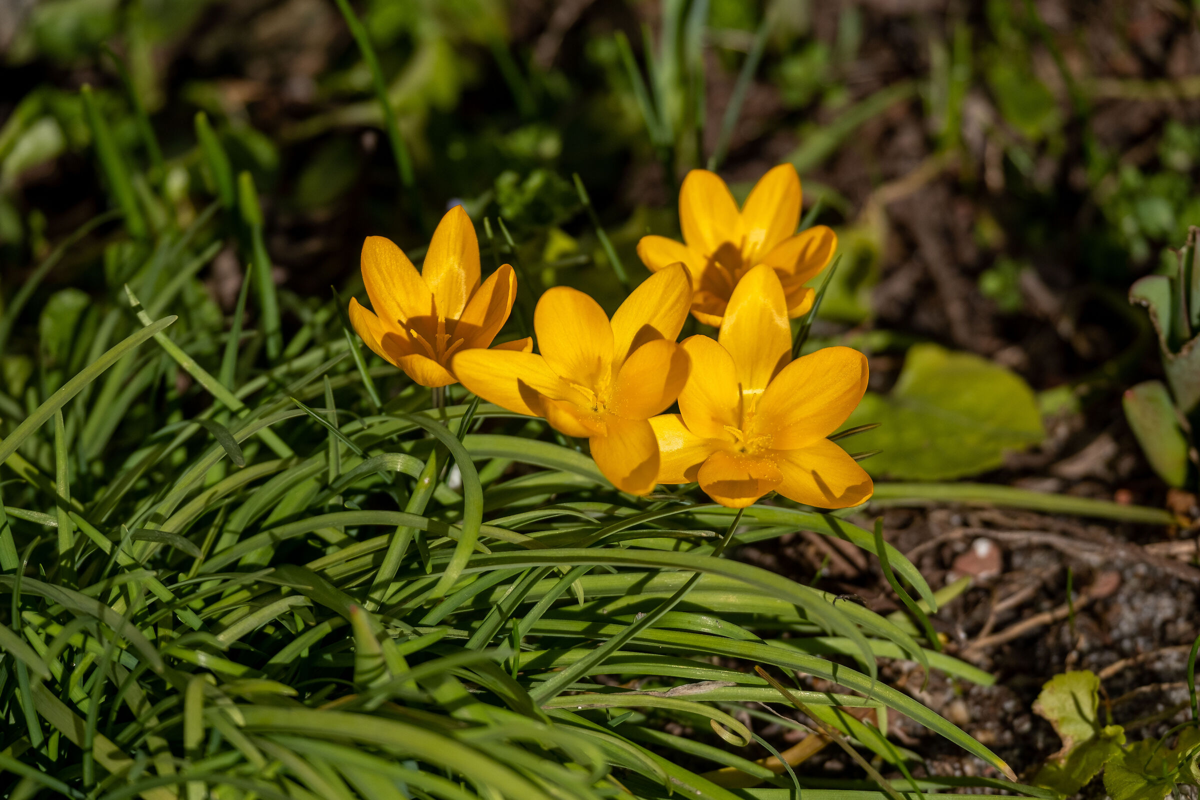 first flowers in the garden
