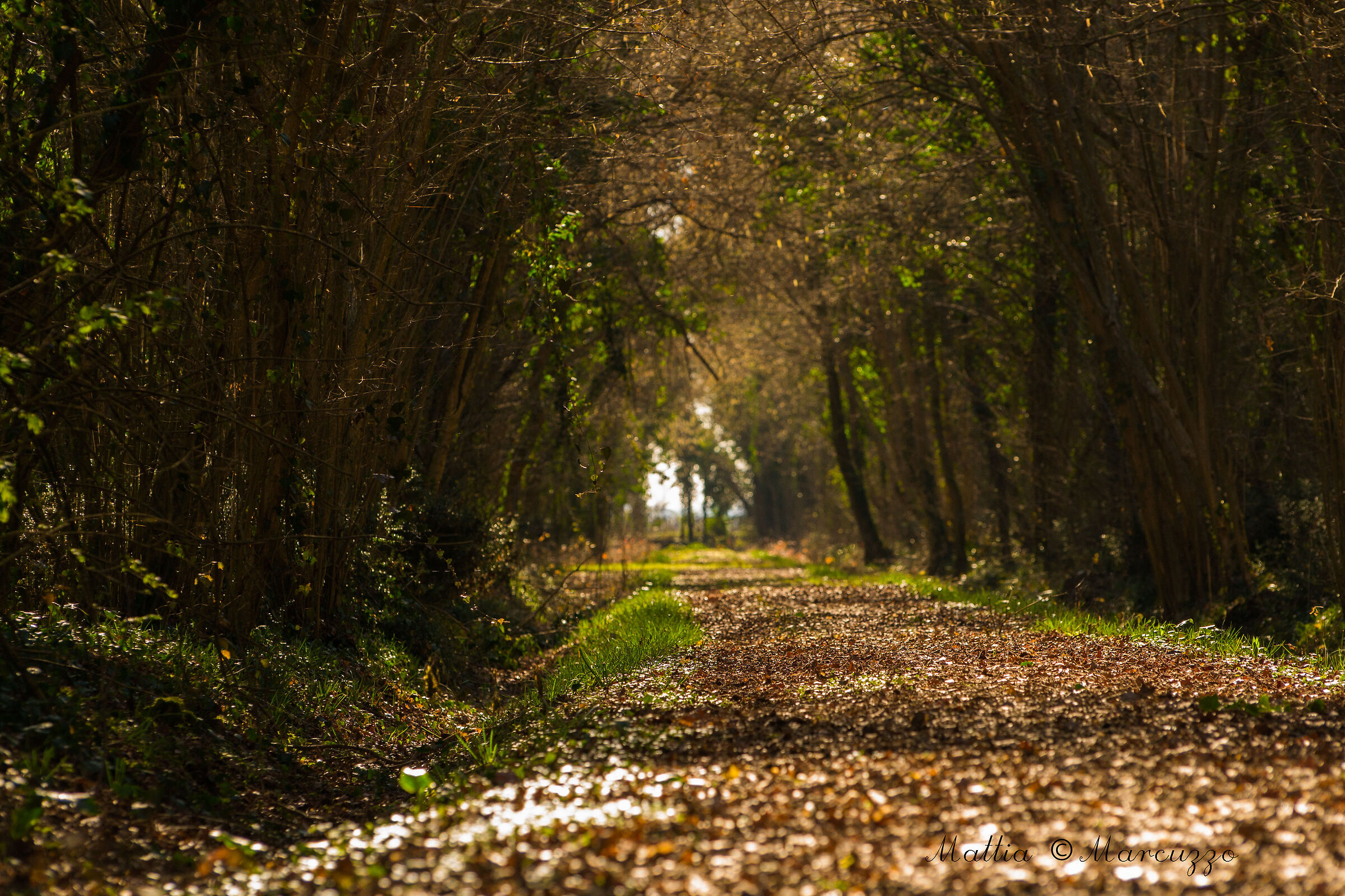Bosco Olmè (Cessalto, TV)