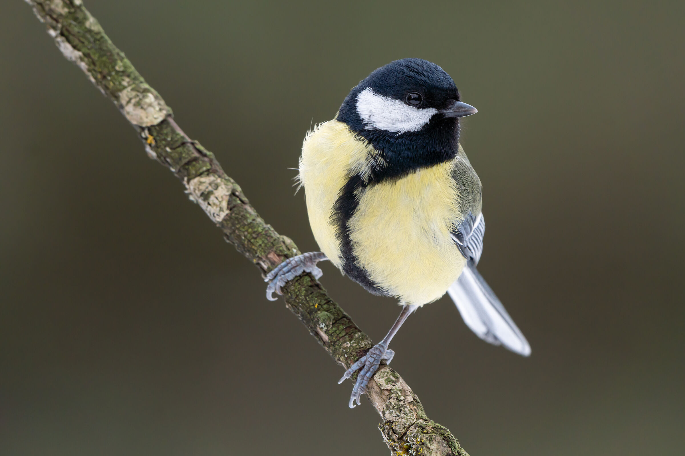 Grande tit (Parus major)
