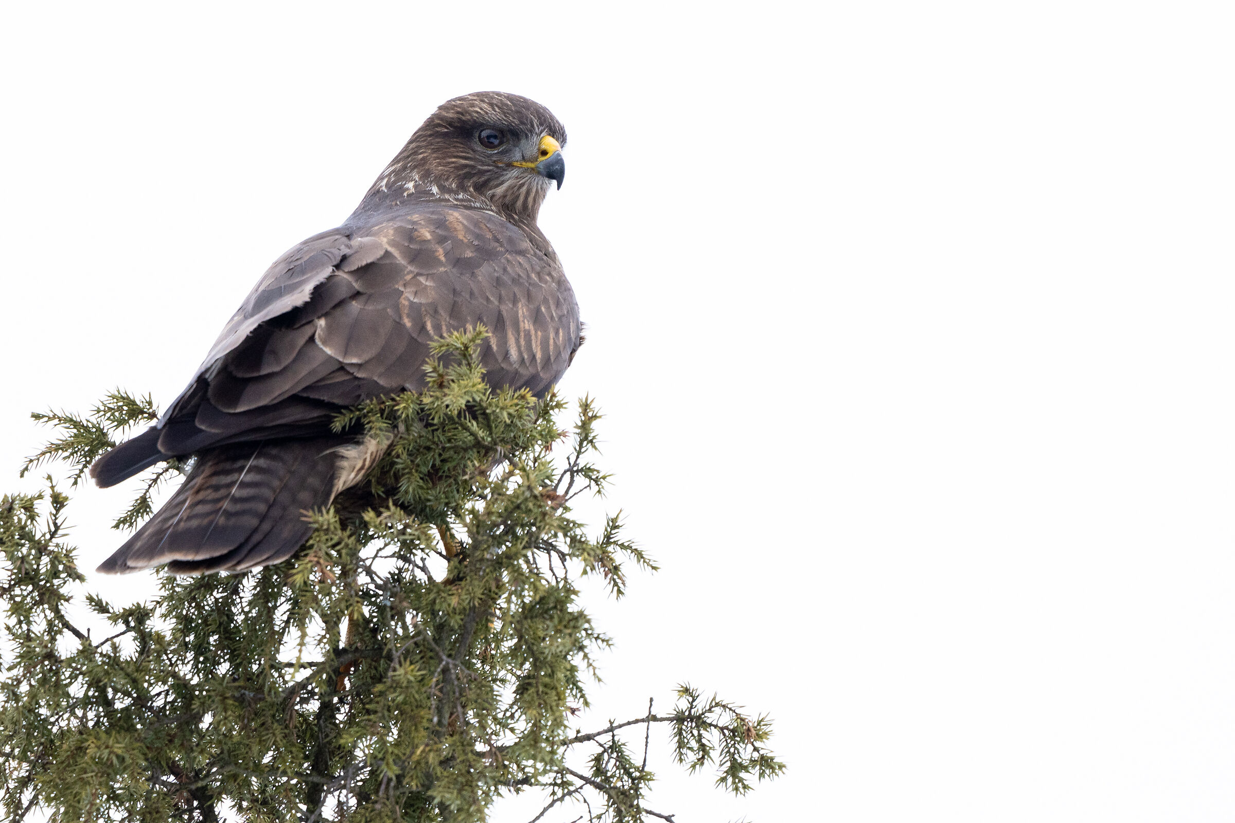 Common buzzard (Buteo buteo)