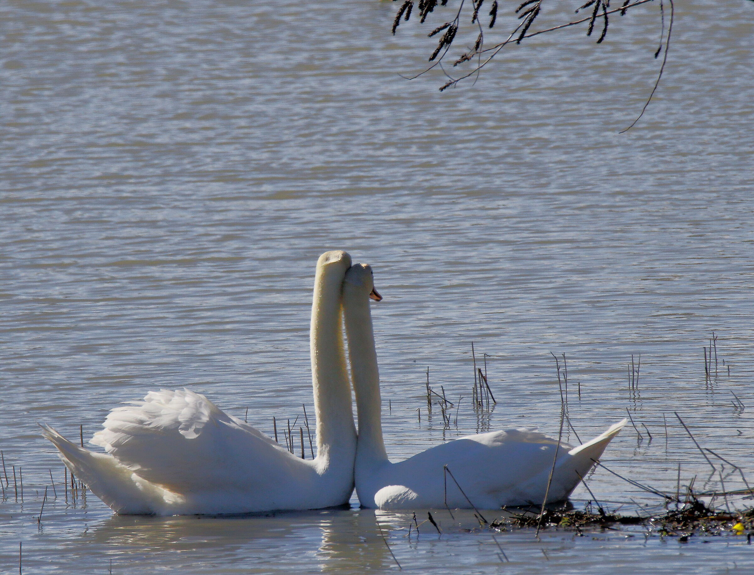 ... nearby neighbors... it's Valentine's Day