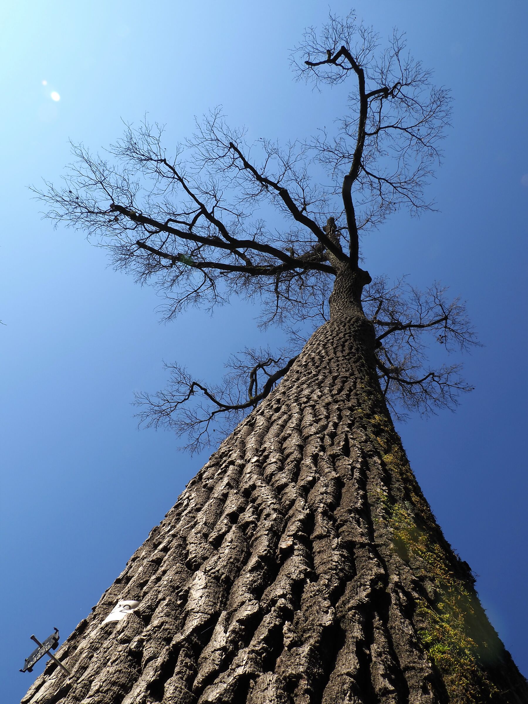 mi ricordava un cervo....