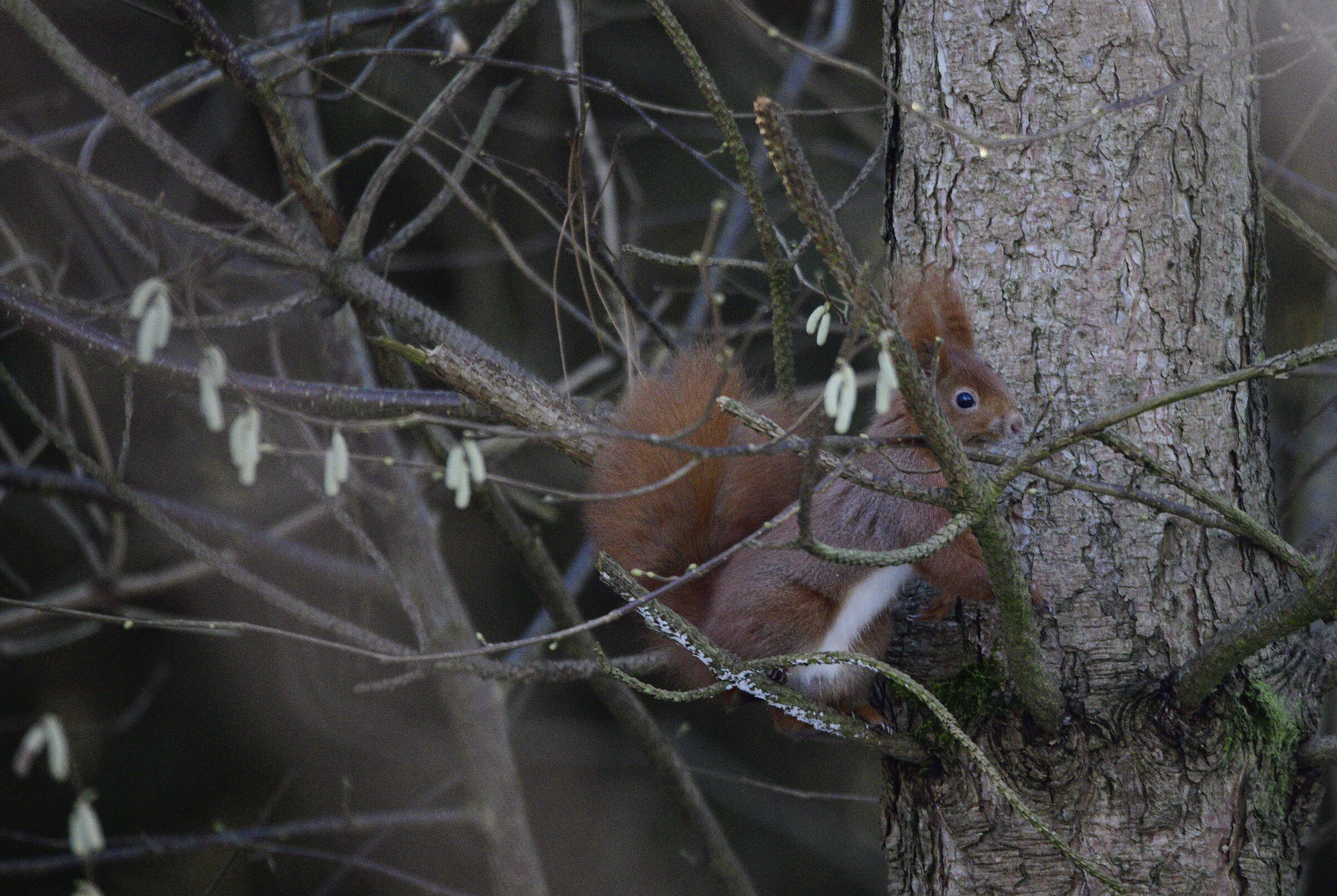 Sciurus vulgaris (scoiattolo rosso) 2