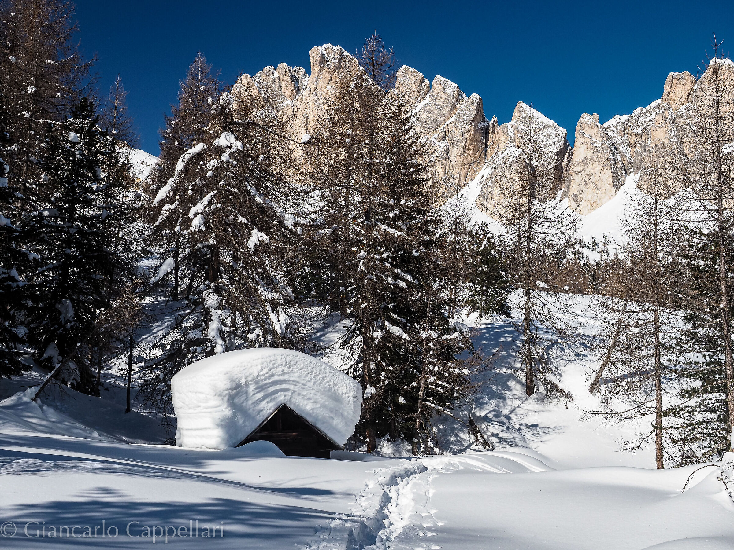Salendo attraverso il bosco dei folletti
