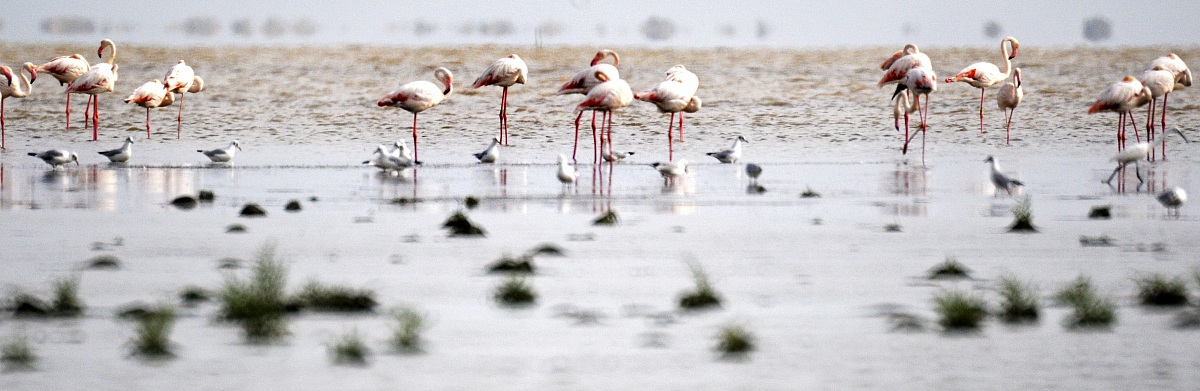 Fenicotteri