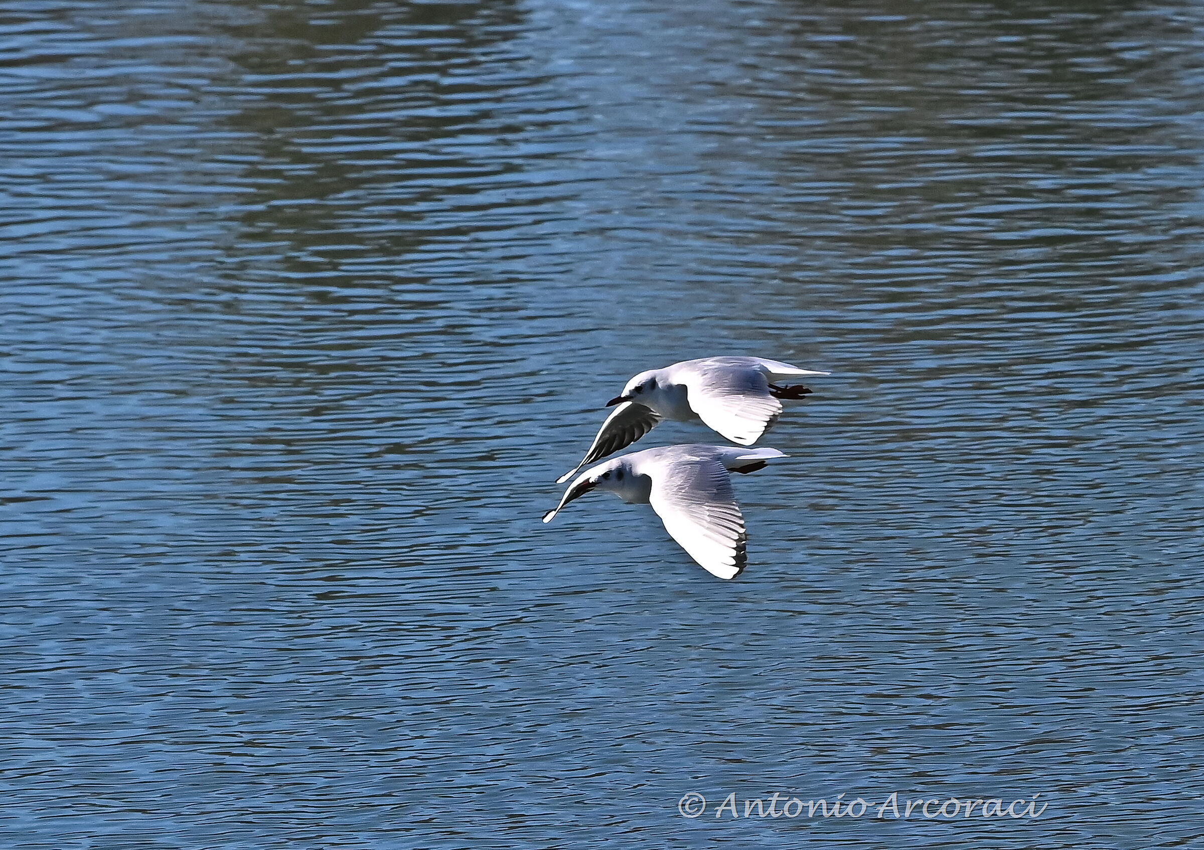 Valentine... flight of love