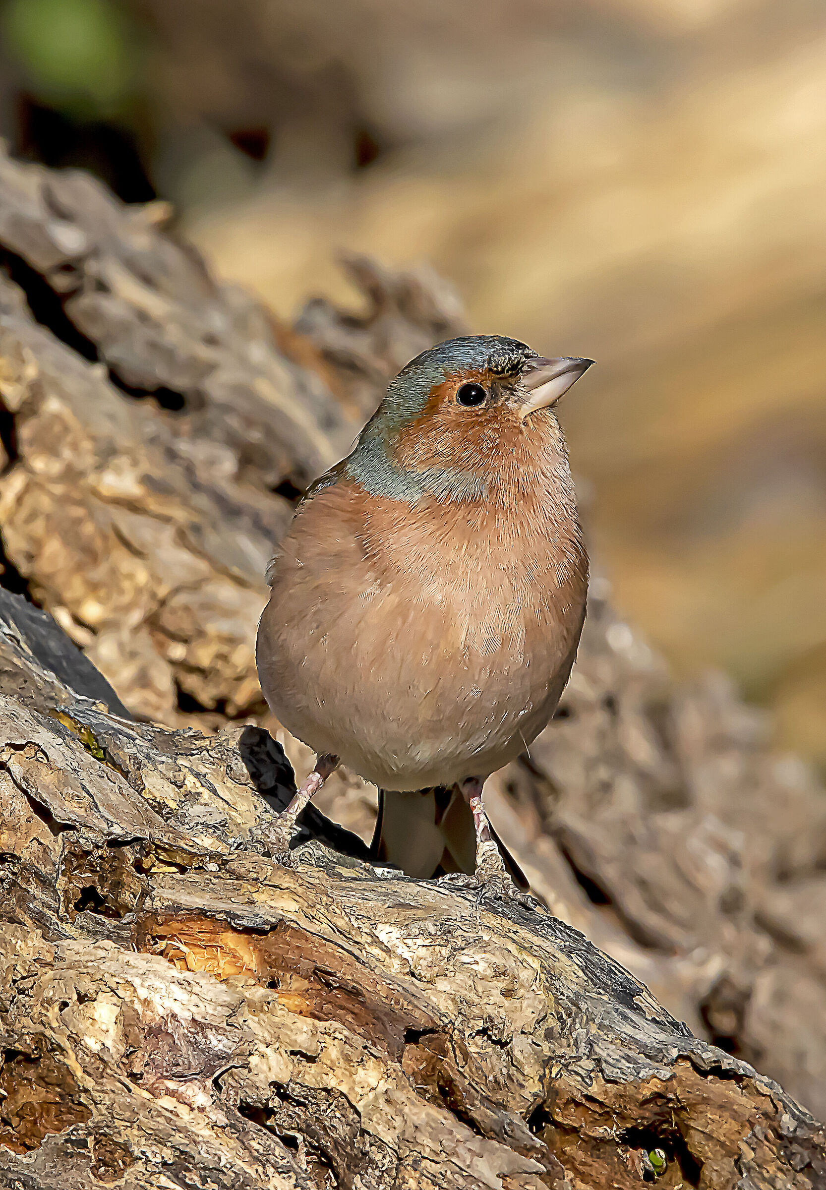 passero