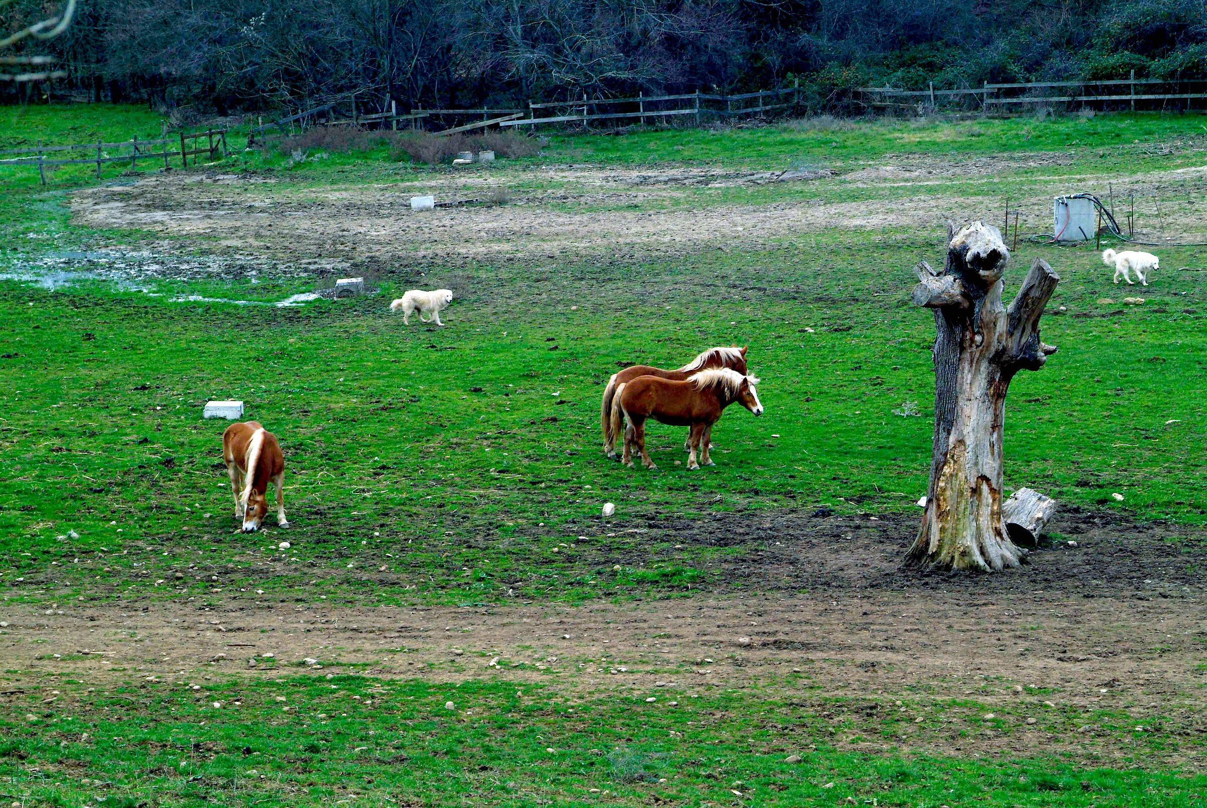 agro di Maschito