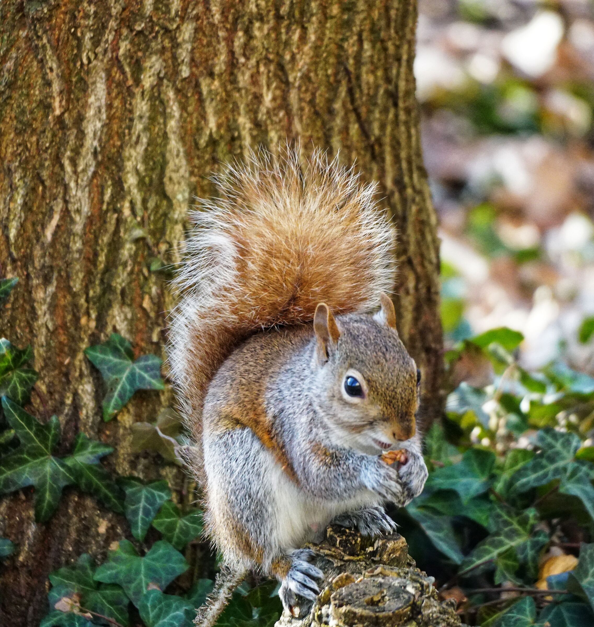 È caduta dalla mangiatoia