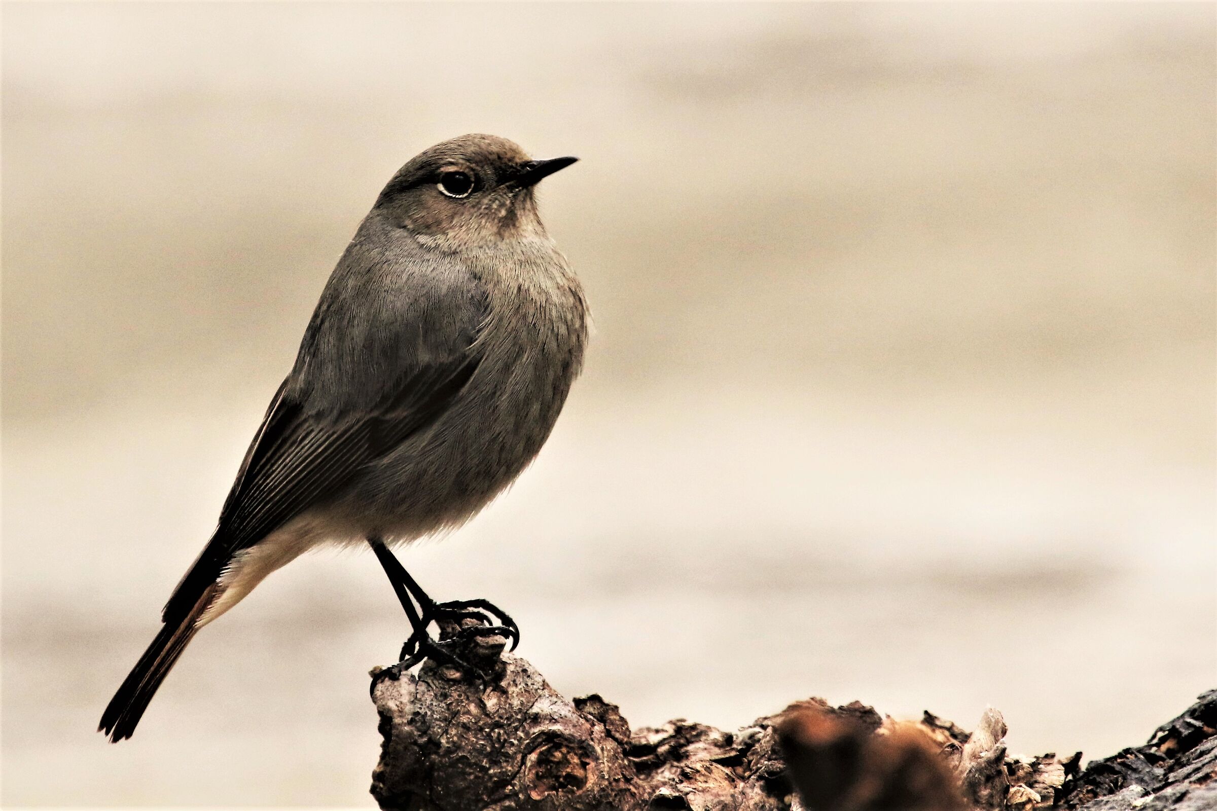 codirosso fireplace sweep
