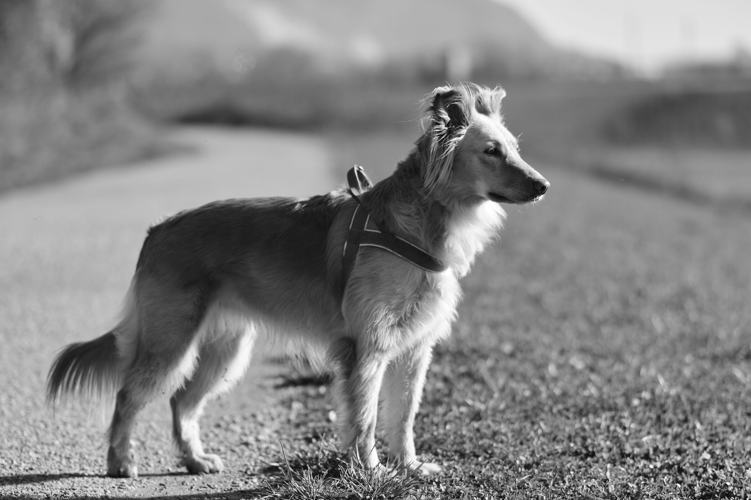 Dog-sitting mattutino