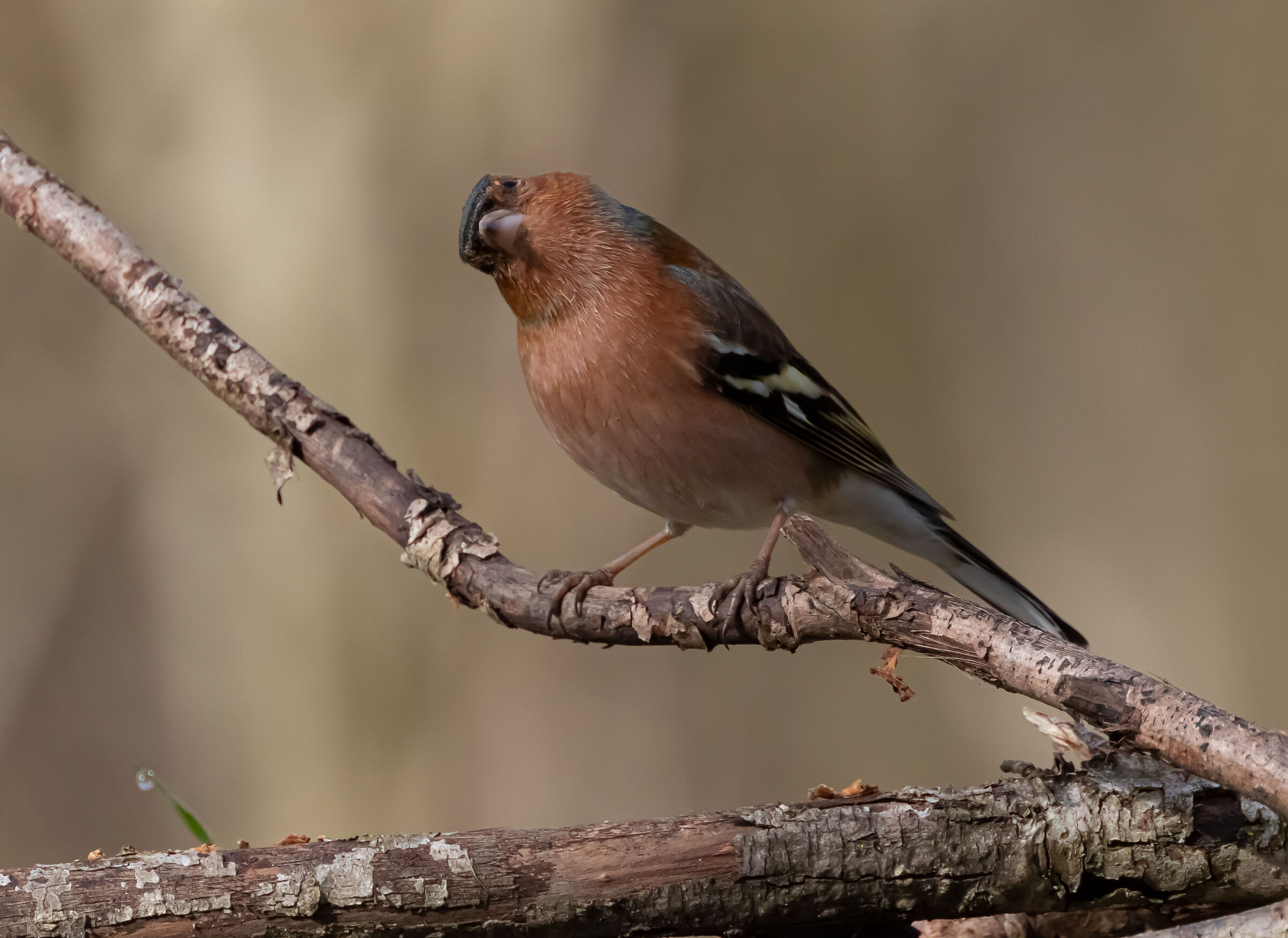 Guarda chi si vede...