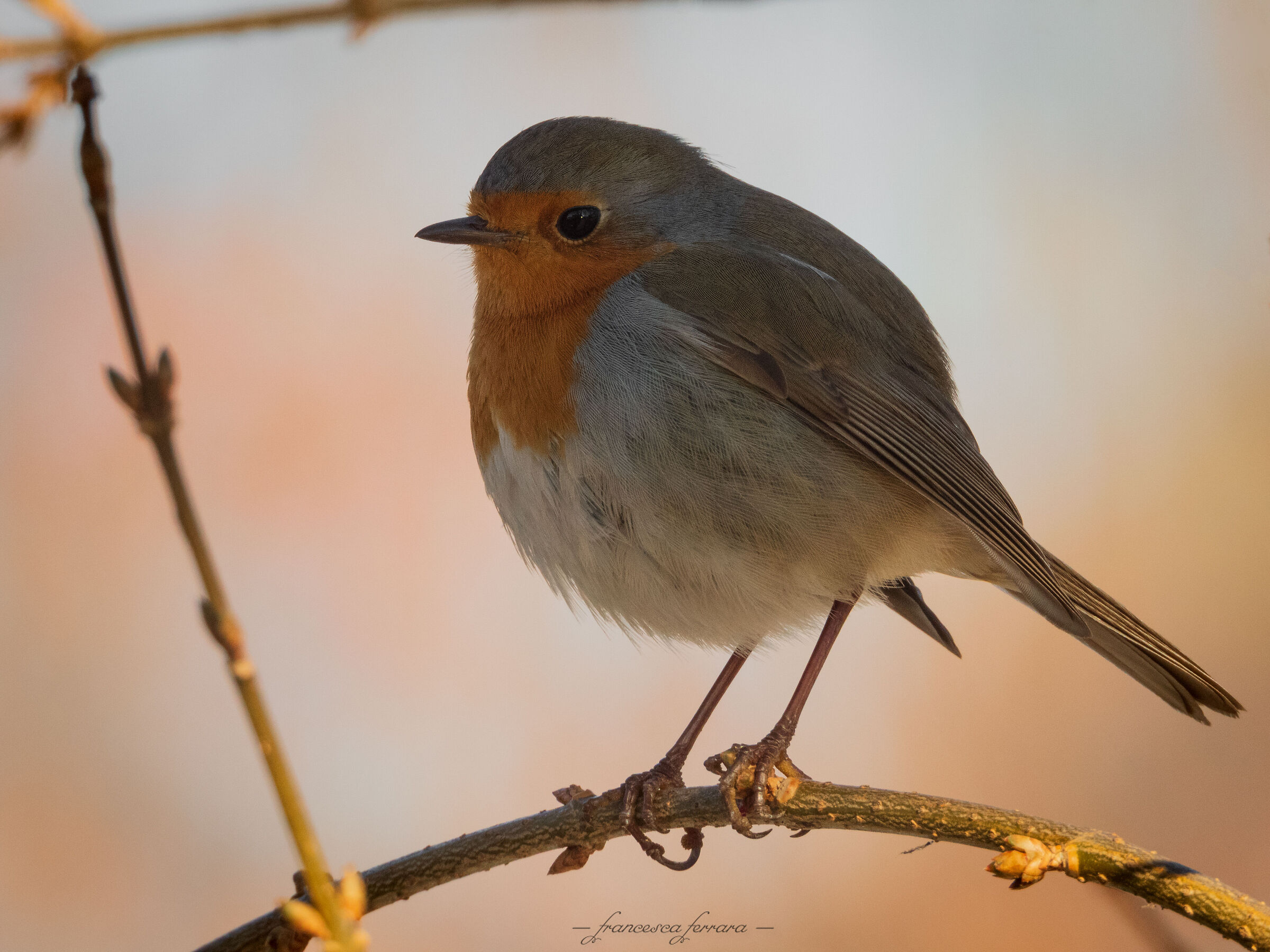 Pettirosso (Erithacus Rubecola)_8