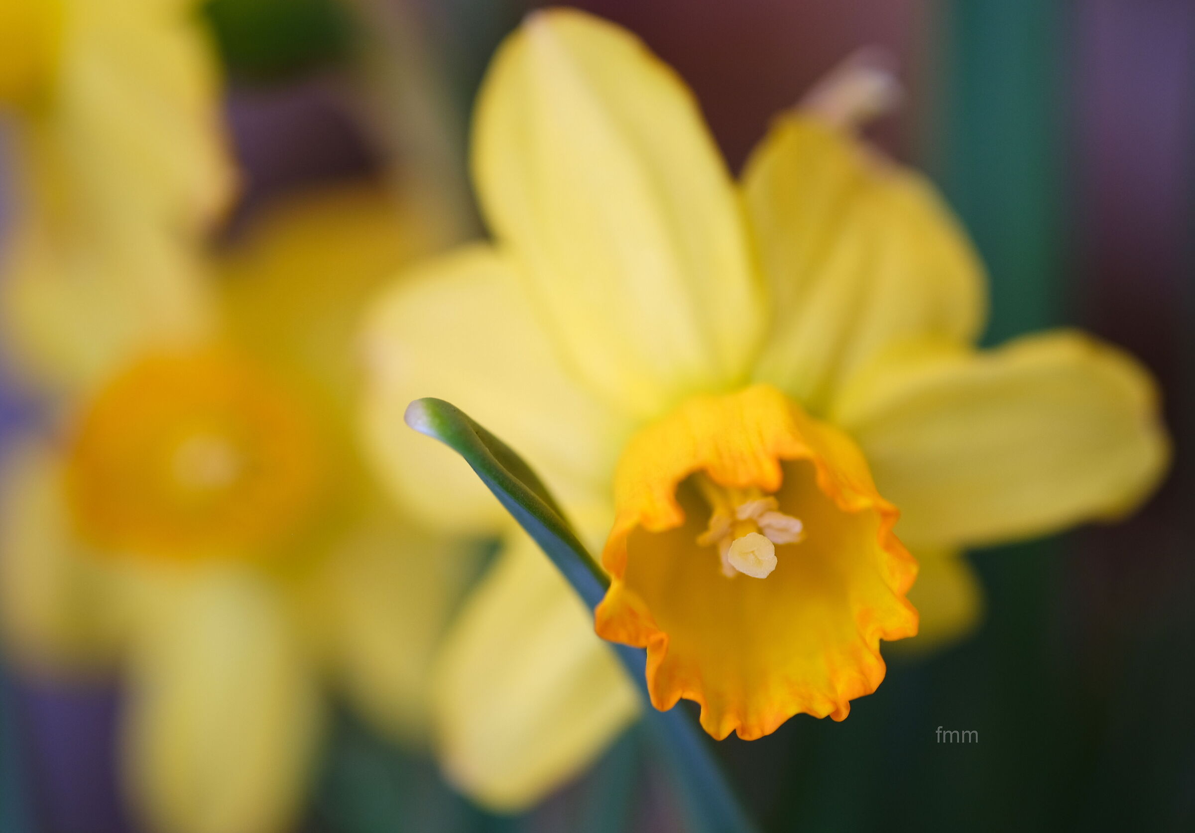 narciso
