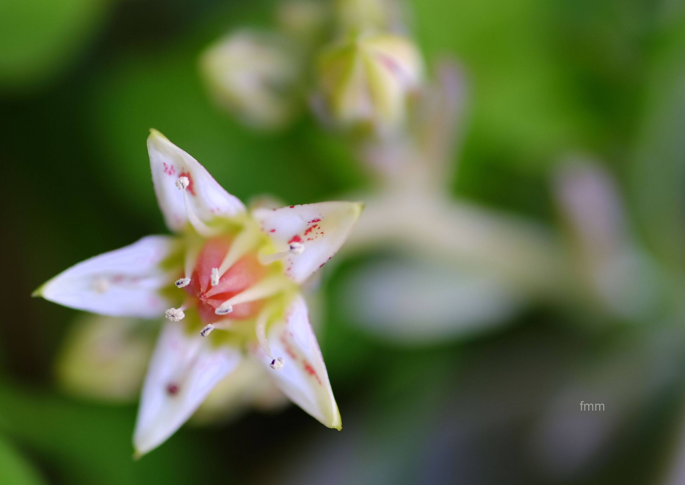 cactacea