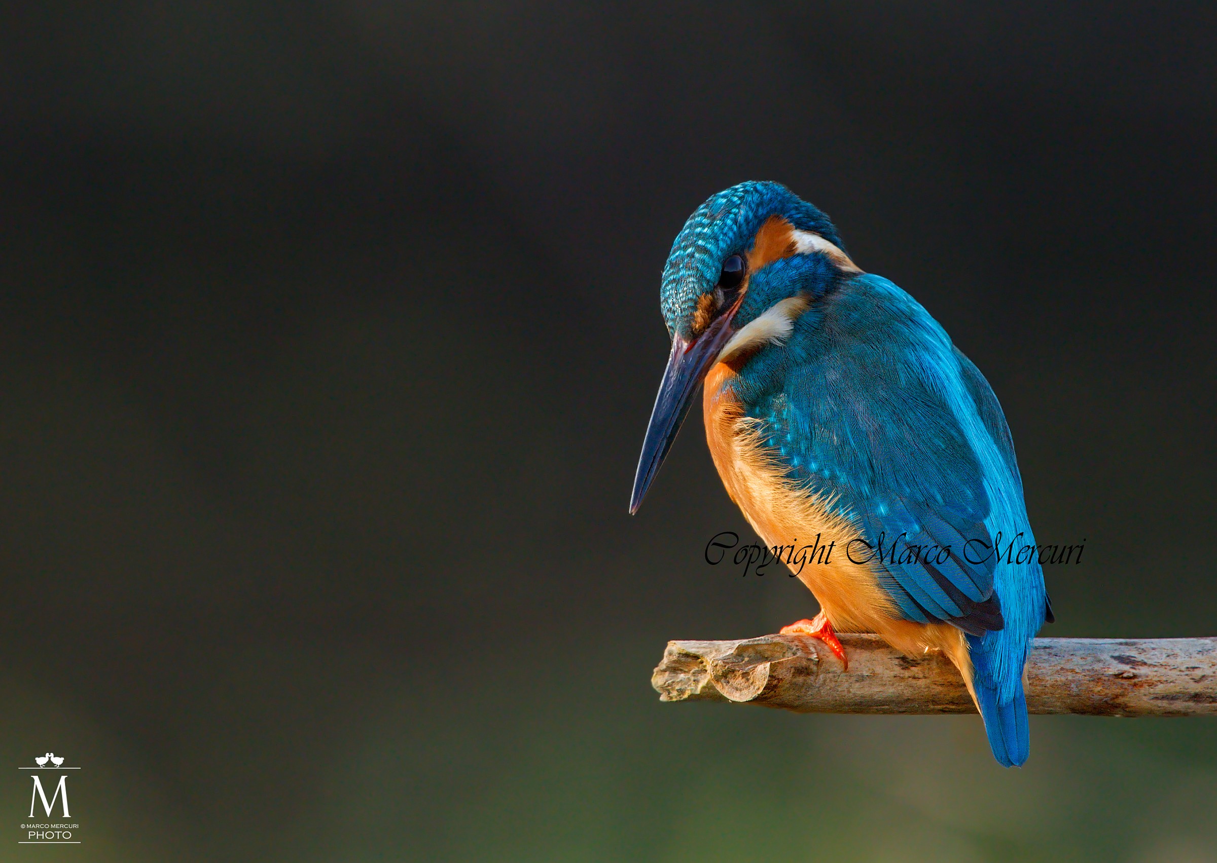 Il Mio Primo Martino!!!