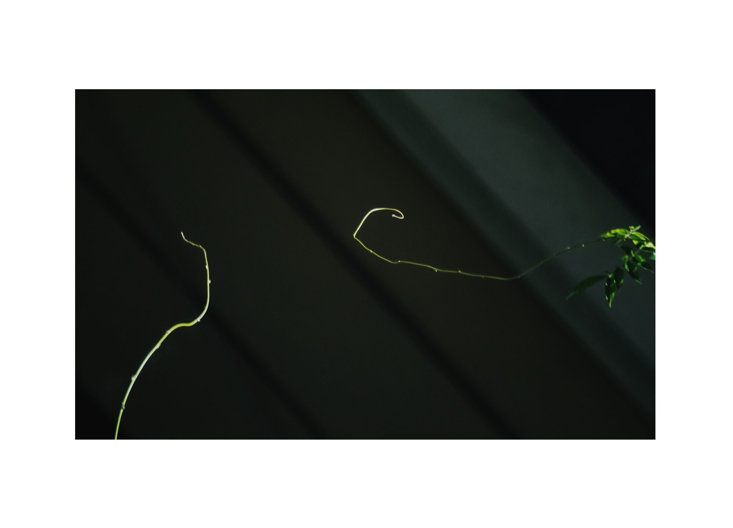 Arrivederci amore, ciao