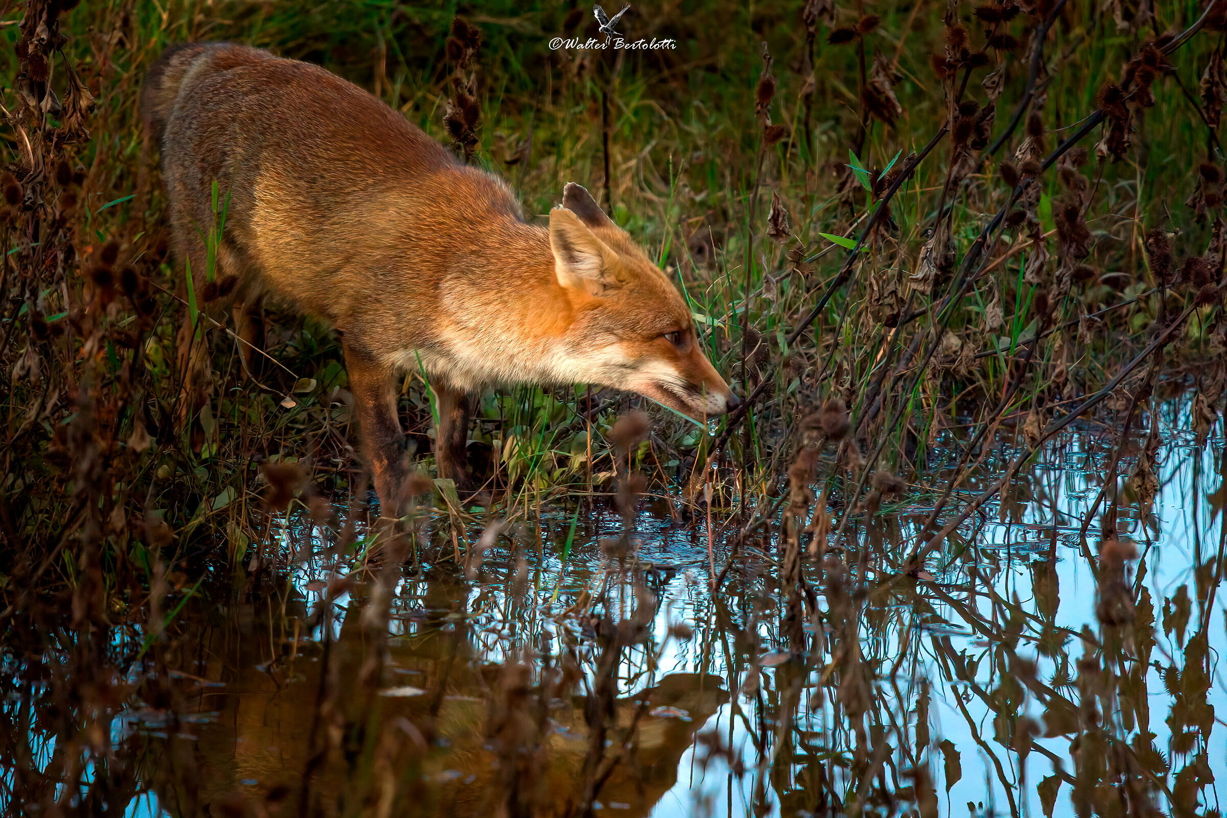 sete, ma sempre attenta