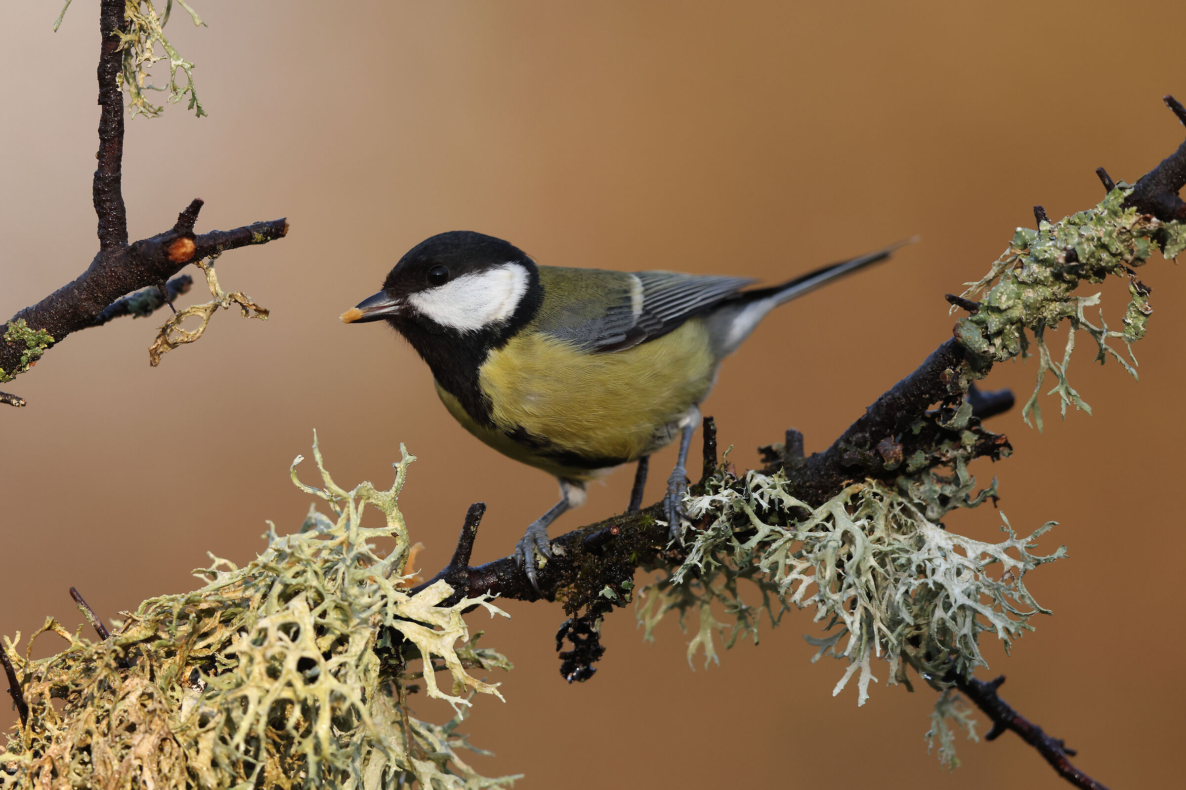 TA + 1.4x f5.6 Iso 1600