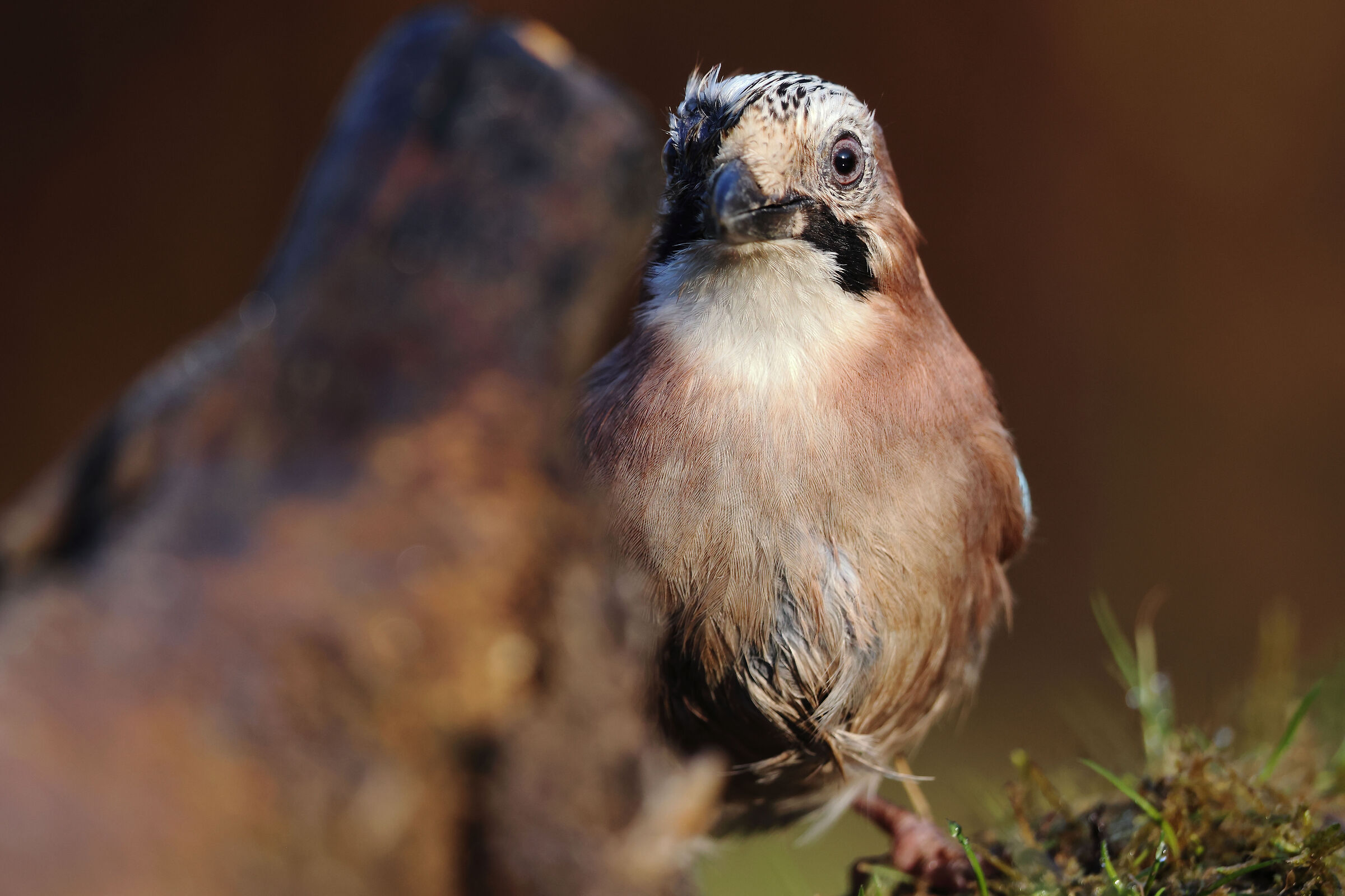 TA + 1.4x f5.6 Iso 2500