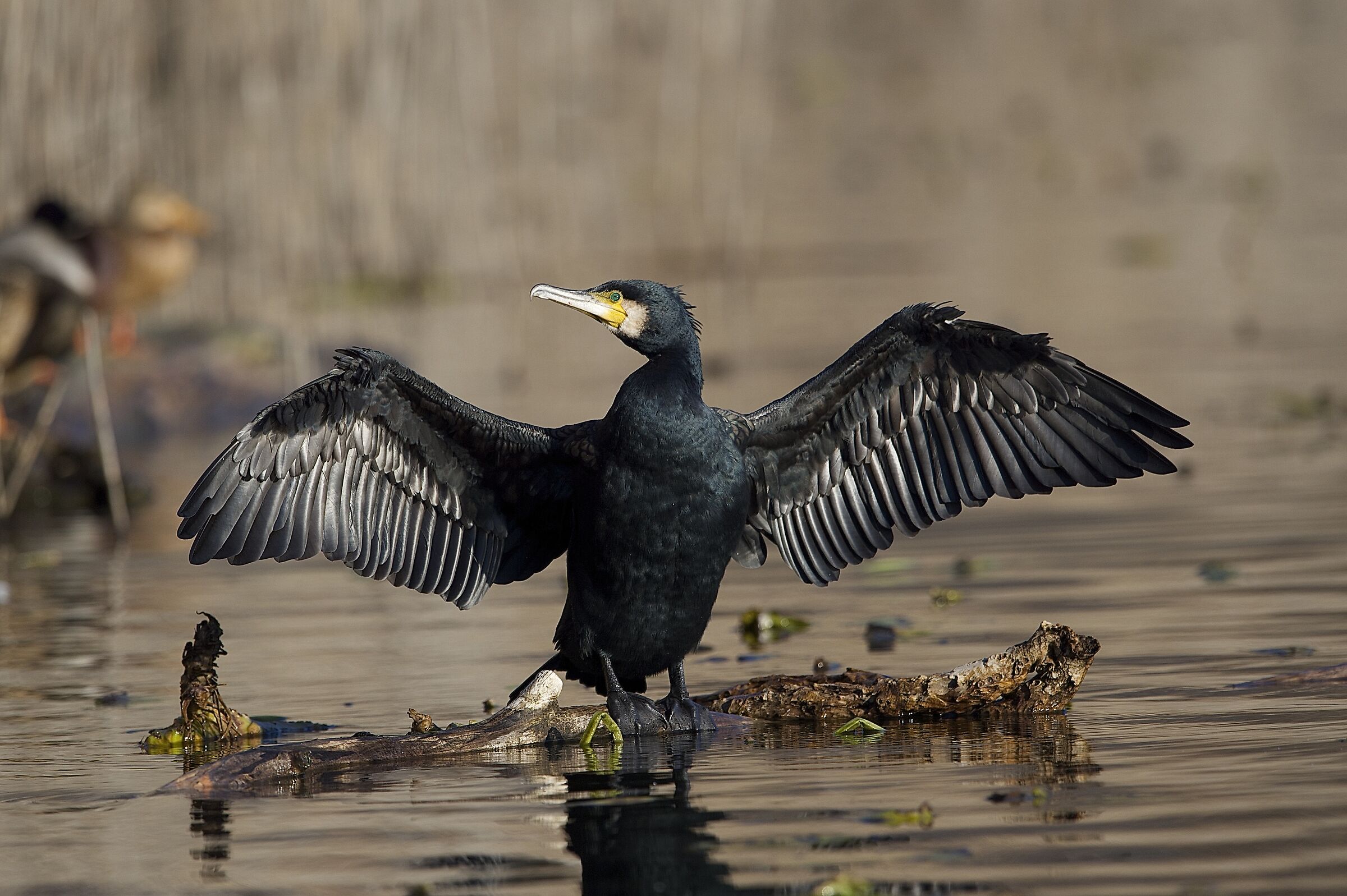 cormorano