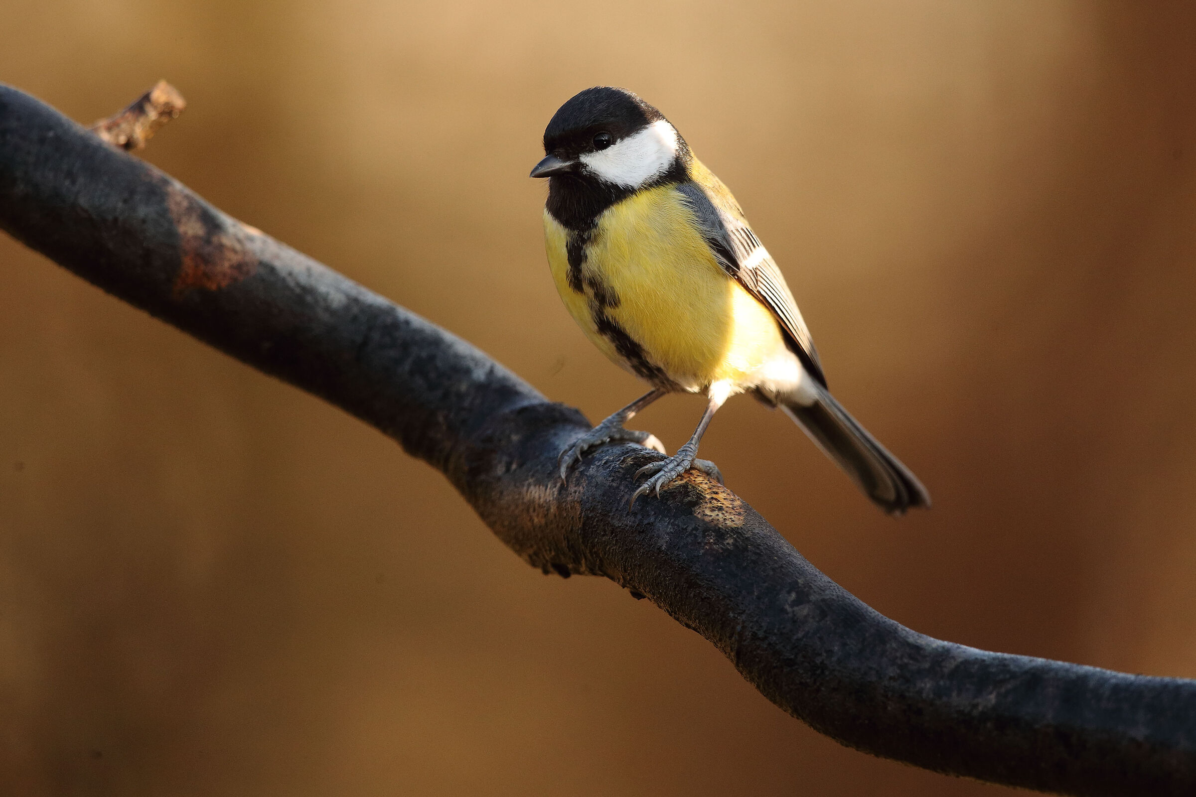 TA + 1.4x f5.6 Iso 1600