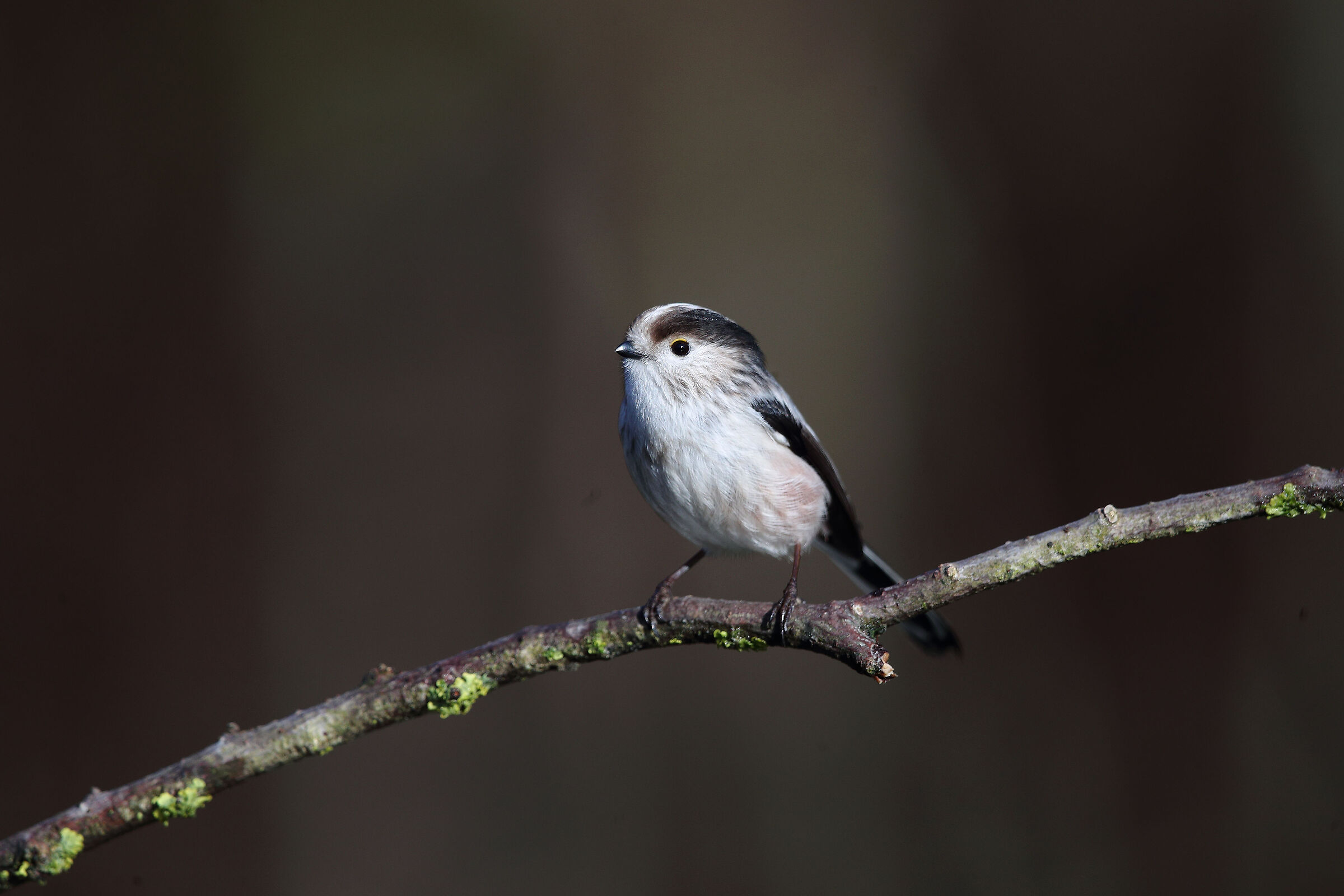 TA + 1.4x f5.6 Iso 1000