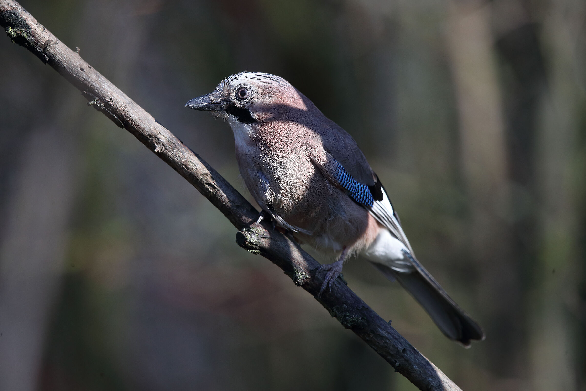 TA + 1.4x f5.6 Iso 1600