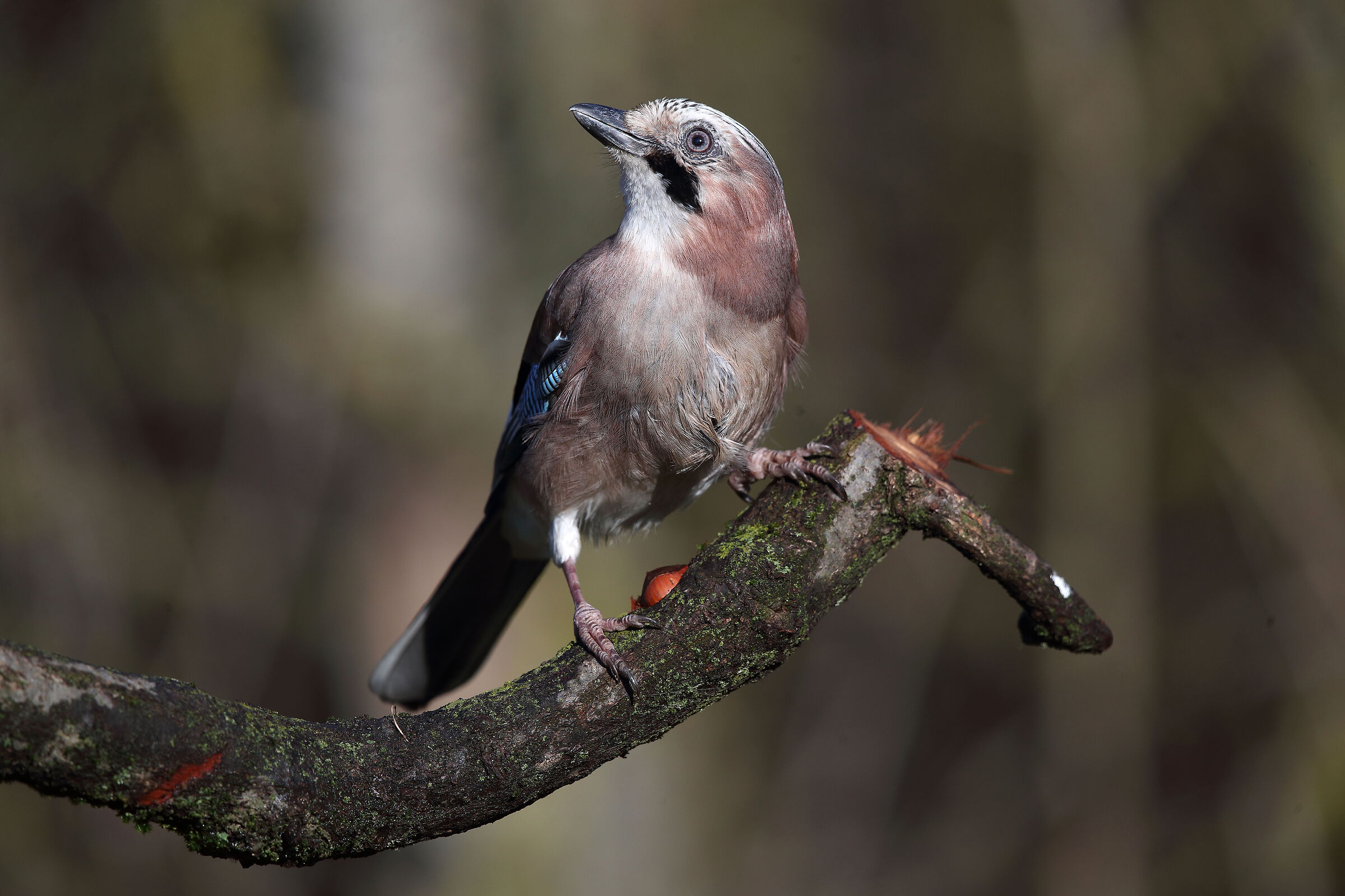 TA + 1.4x f5.6 Iso 640