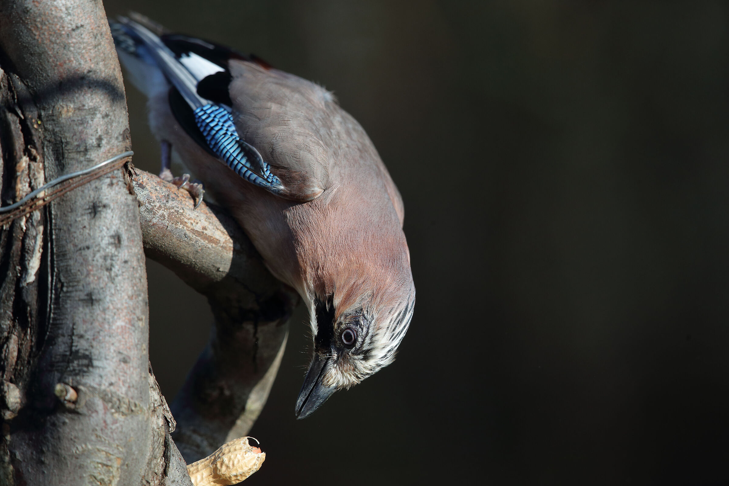 TA + 1.4x f5.6 Iso 1000