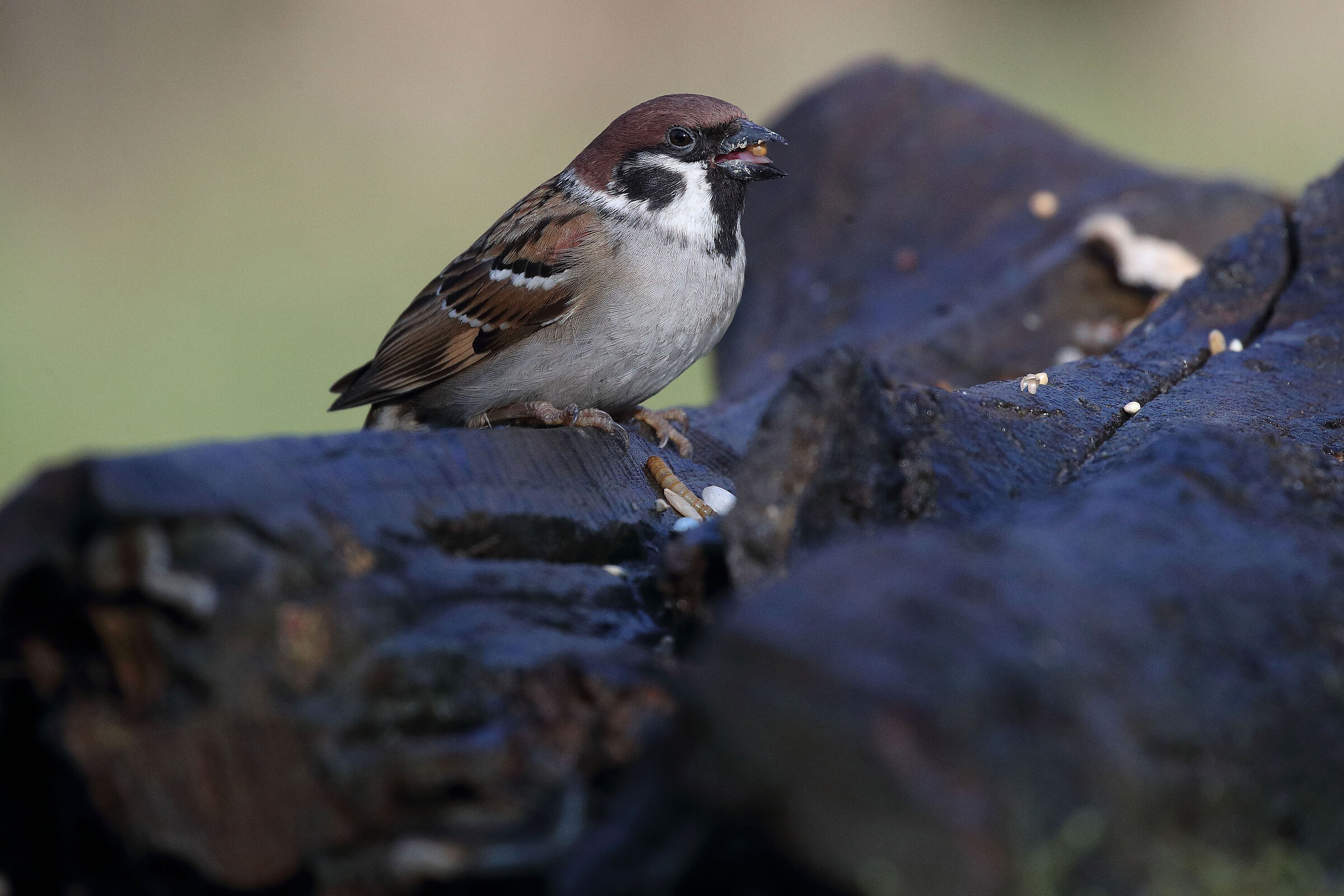 TA + 1.4x f8 Iso 2000