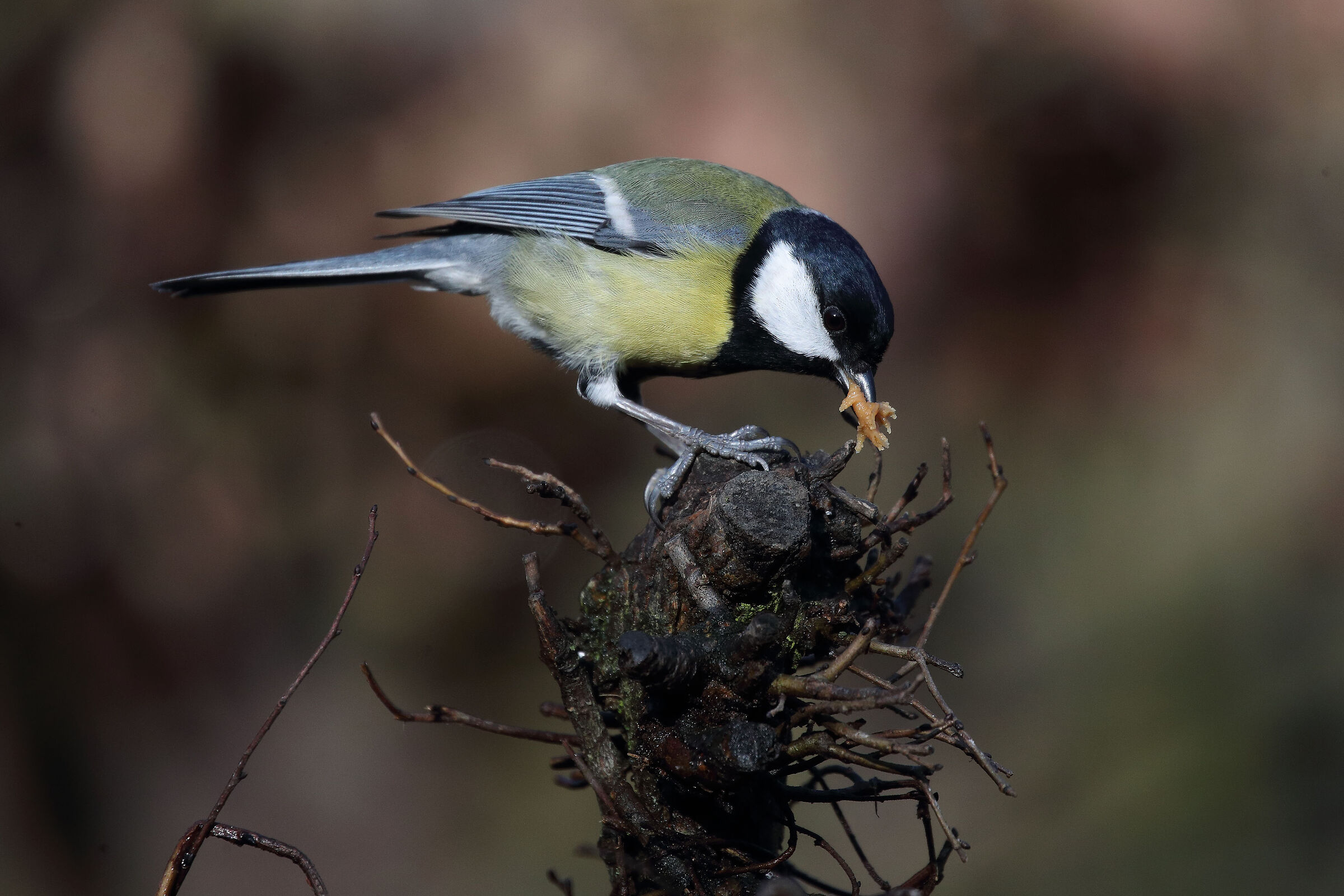 TA + 1.4x f8 Iso 1600