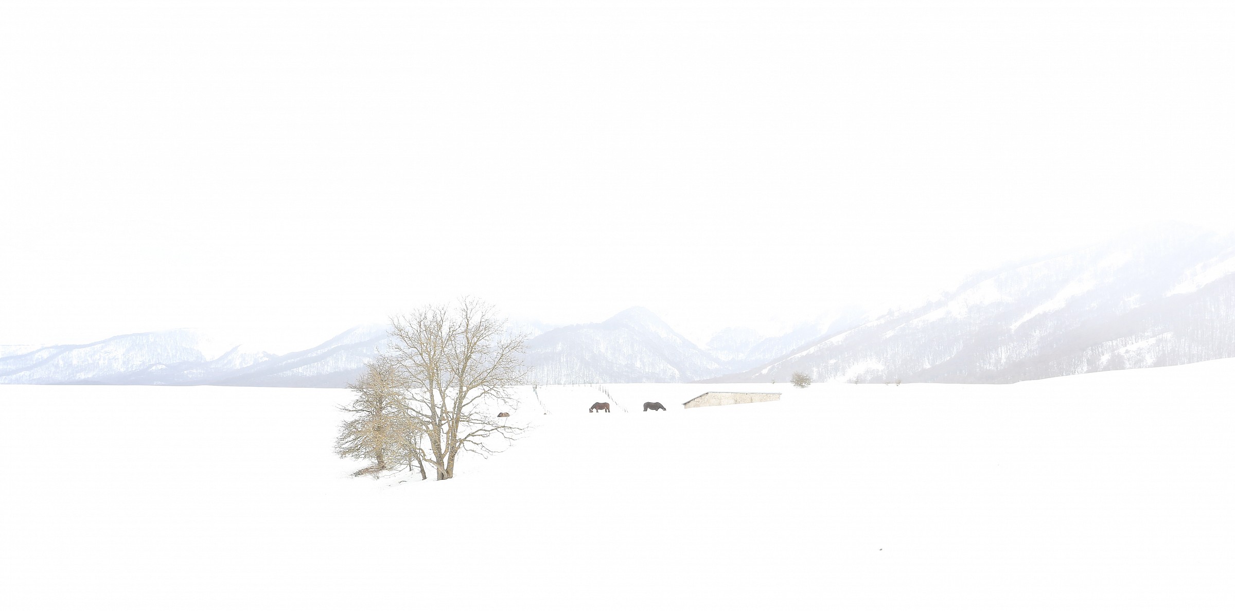 All white ... or almost