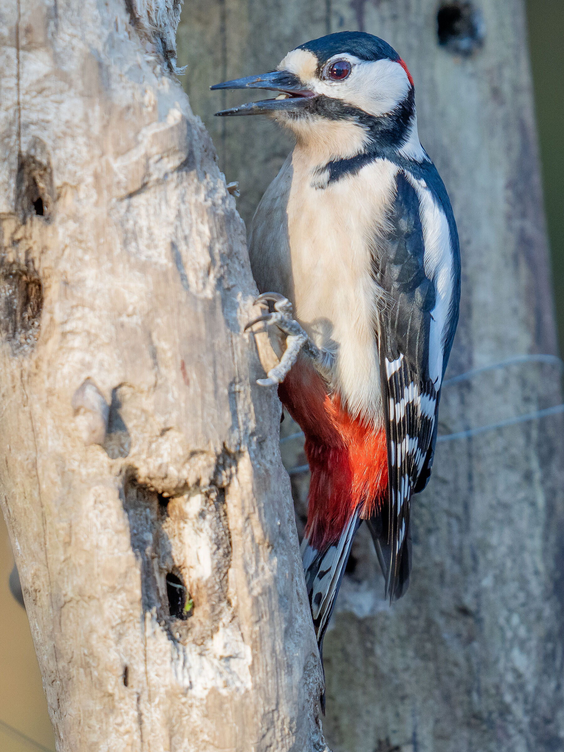 Greater red woodpecker 13.02.2021 Lombardy