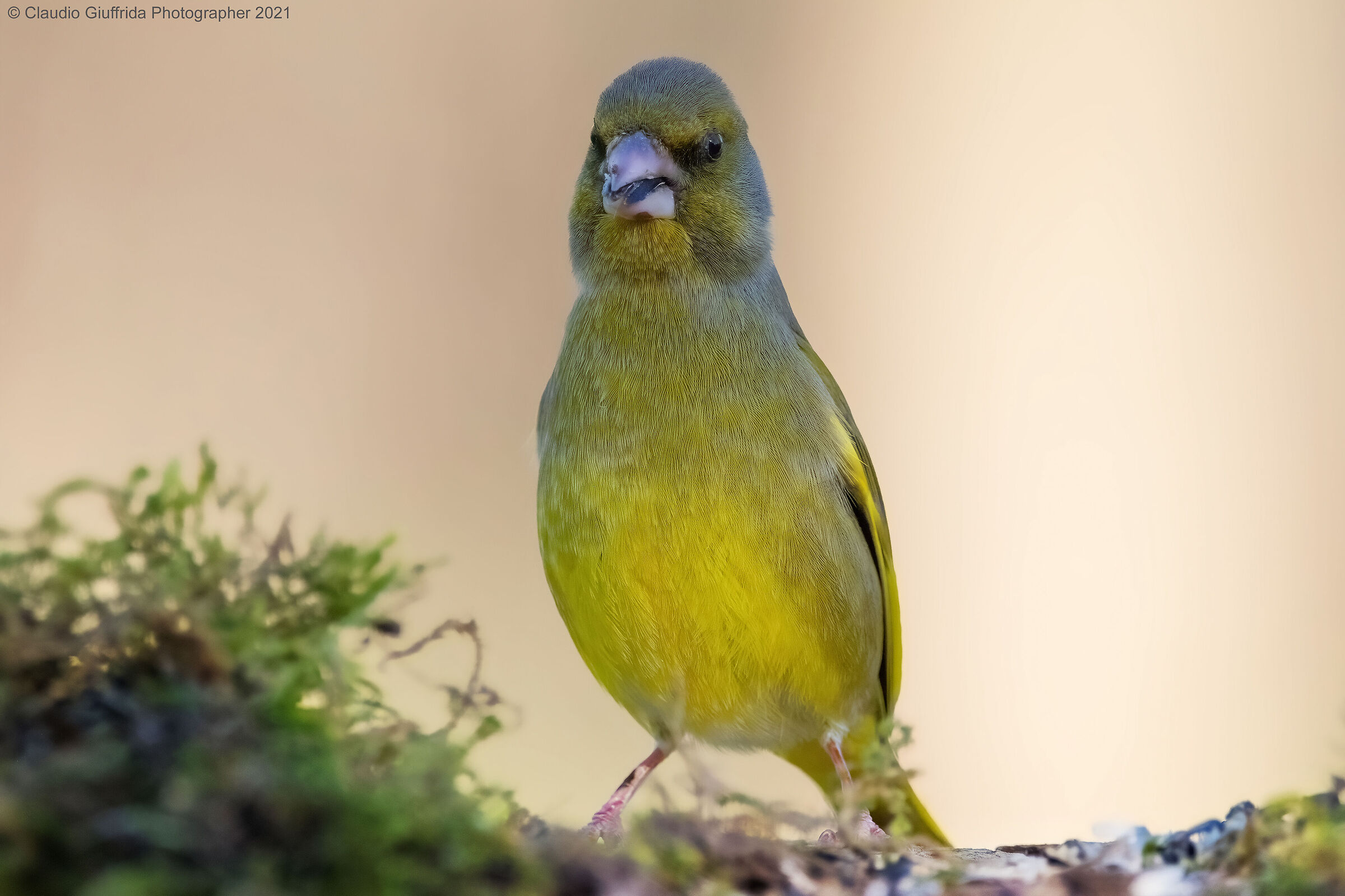 Chloris Chloris