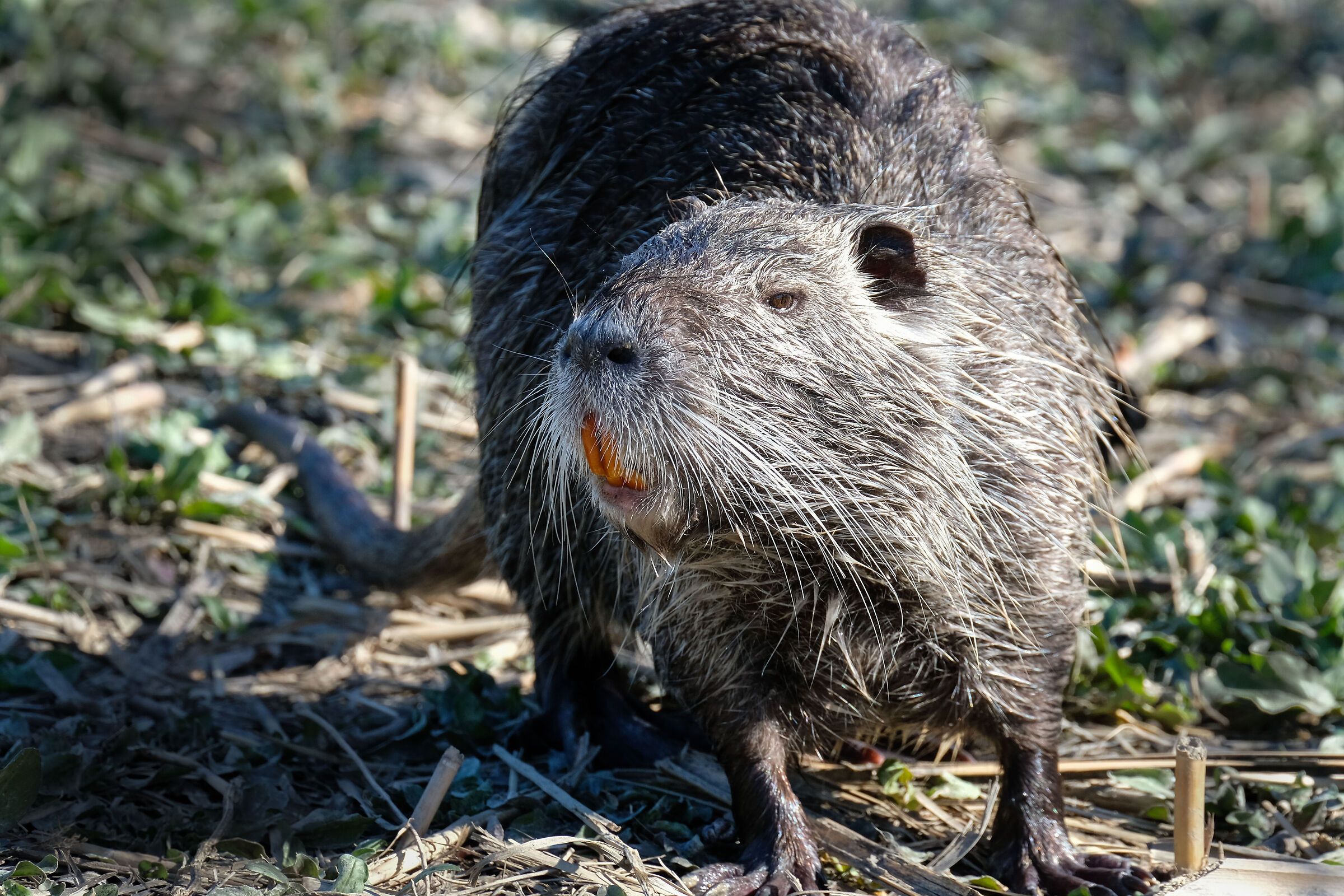 Hai più paura tu di me che io di te...