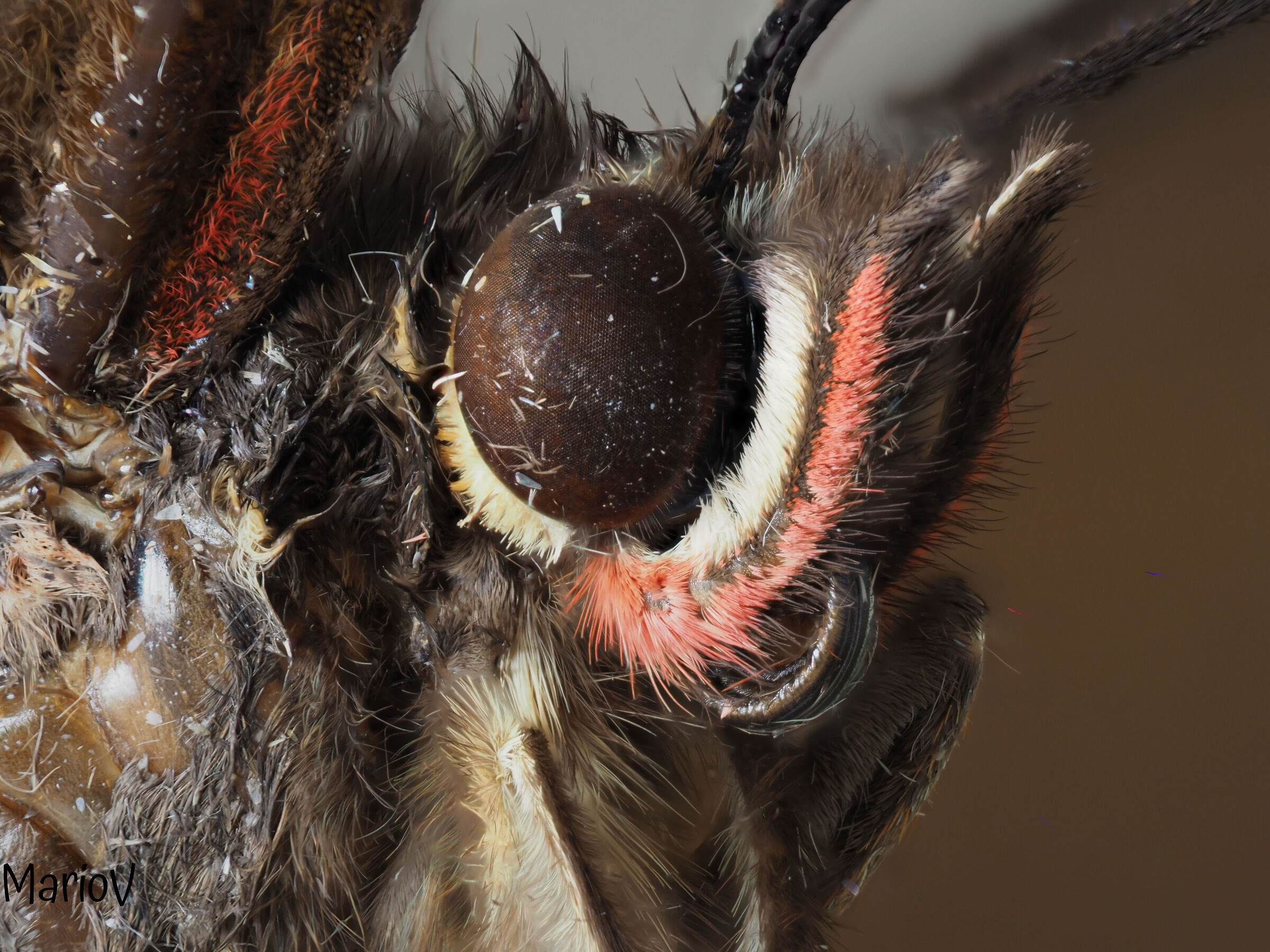 Morpho didius