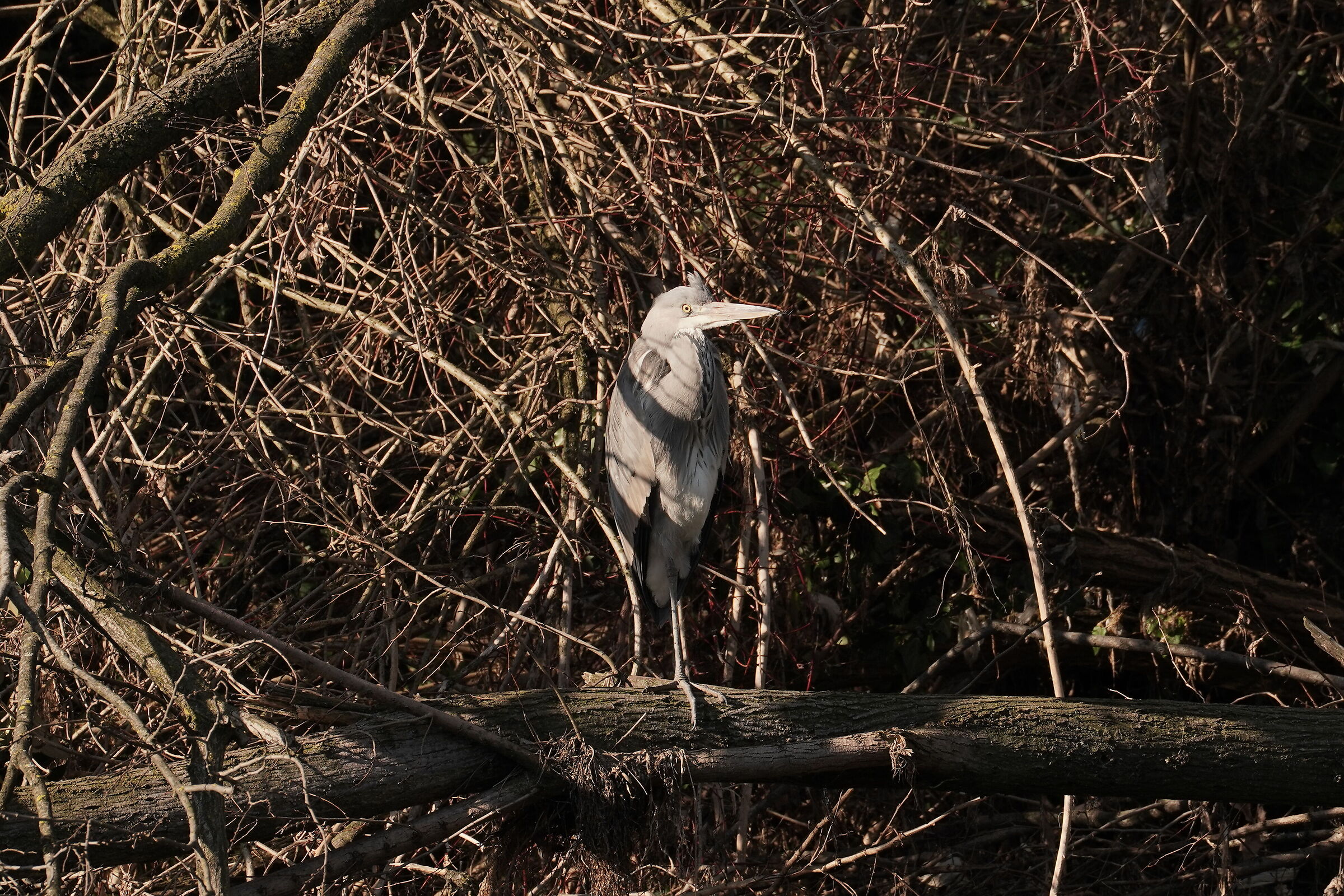 cinerino heron