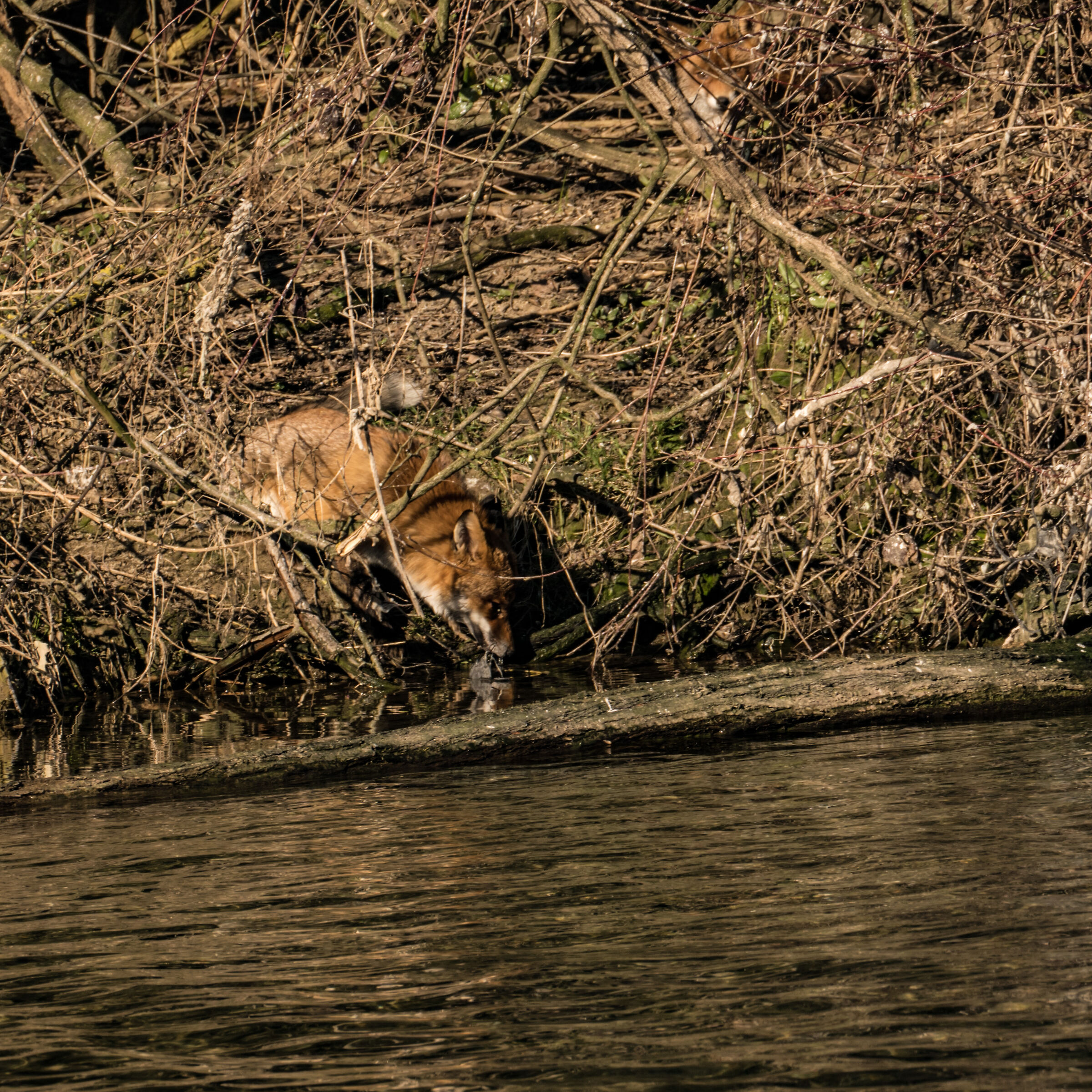 red fox, young specimen