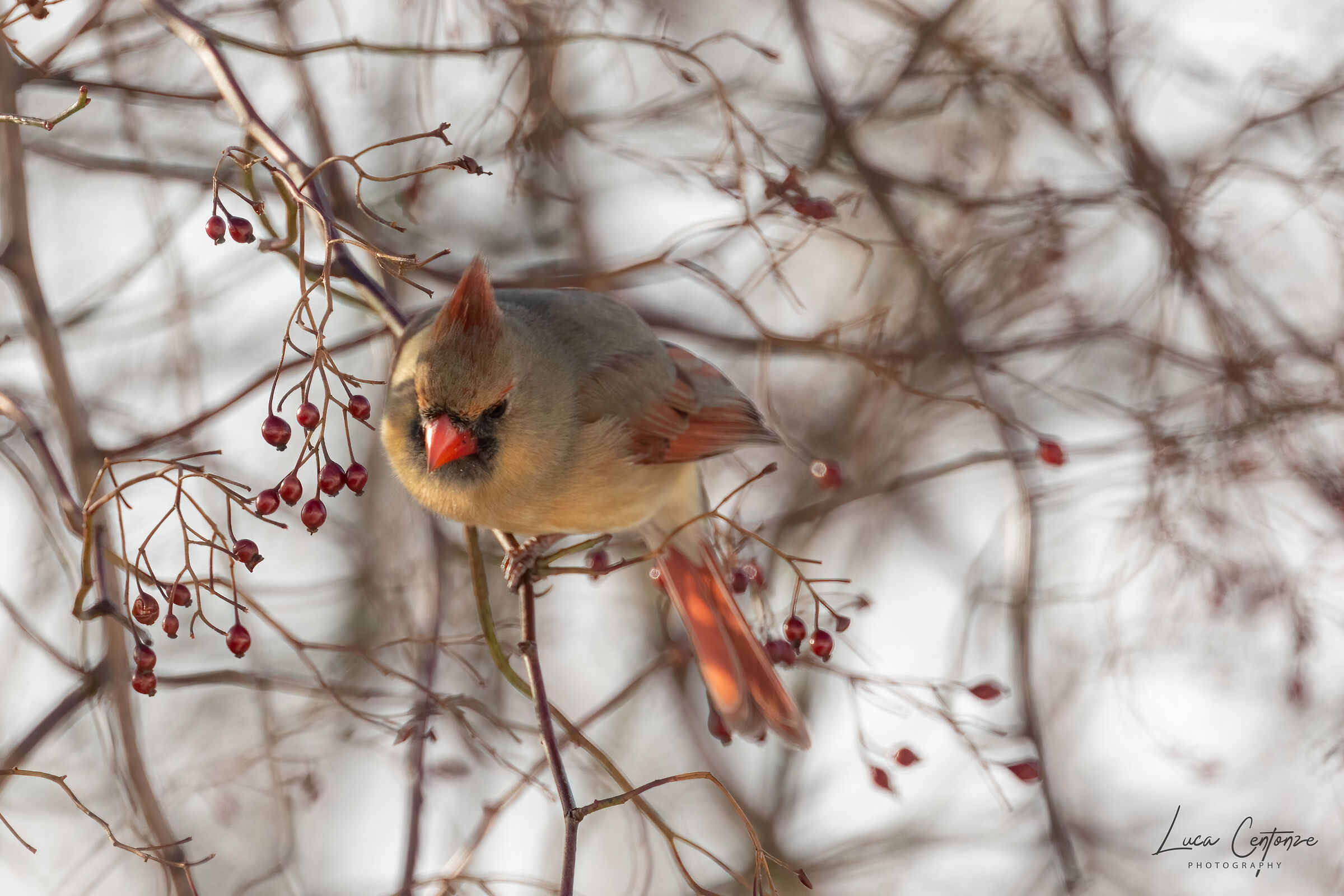 Northern Cardinal (femmina)