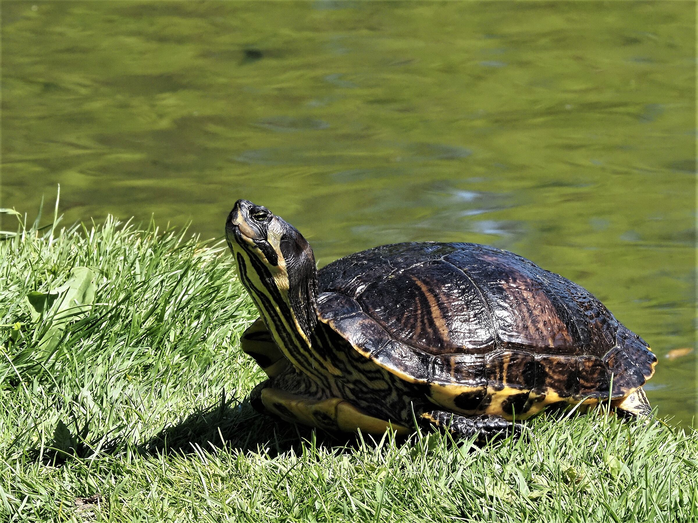 crogiolarsi al sole...