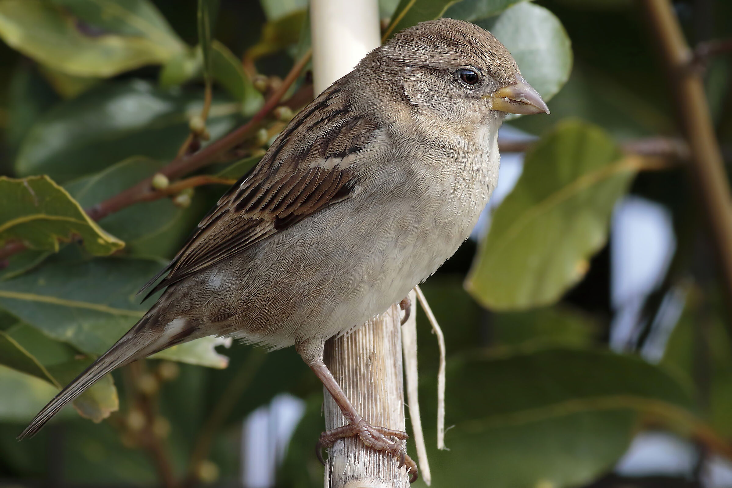 passera in alta definizione